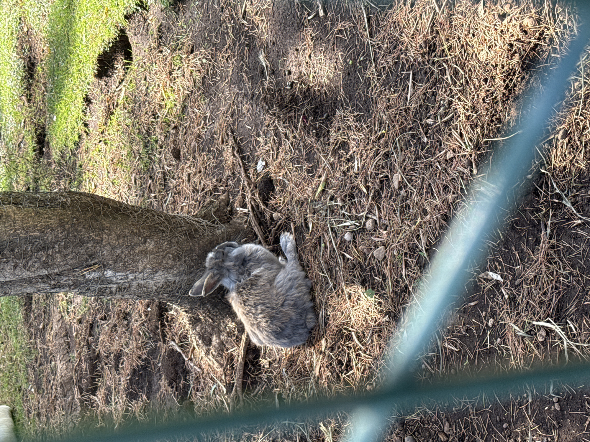 A small, fluffy gray rabbit is nestled on the ground at the base of a tree. The ground is covered in dry pine needles and dirt. To the left of the rabbit, a green fence is visible, partially obscuring the view. In the background, a patch of green grass can be seen, with some small holes dug into it. The scene appears to be outdoors, possibly in a park or garden setting. The city of Budva, Montenegro is a coastal city known for its beaches and historic old town, but this specific image does not provide any definitive clues to its exact location within Budva.