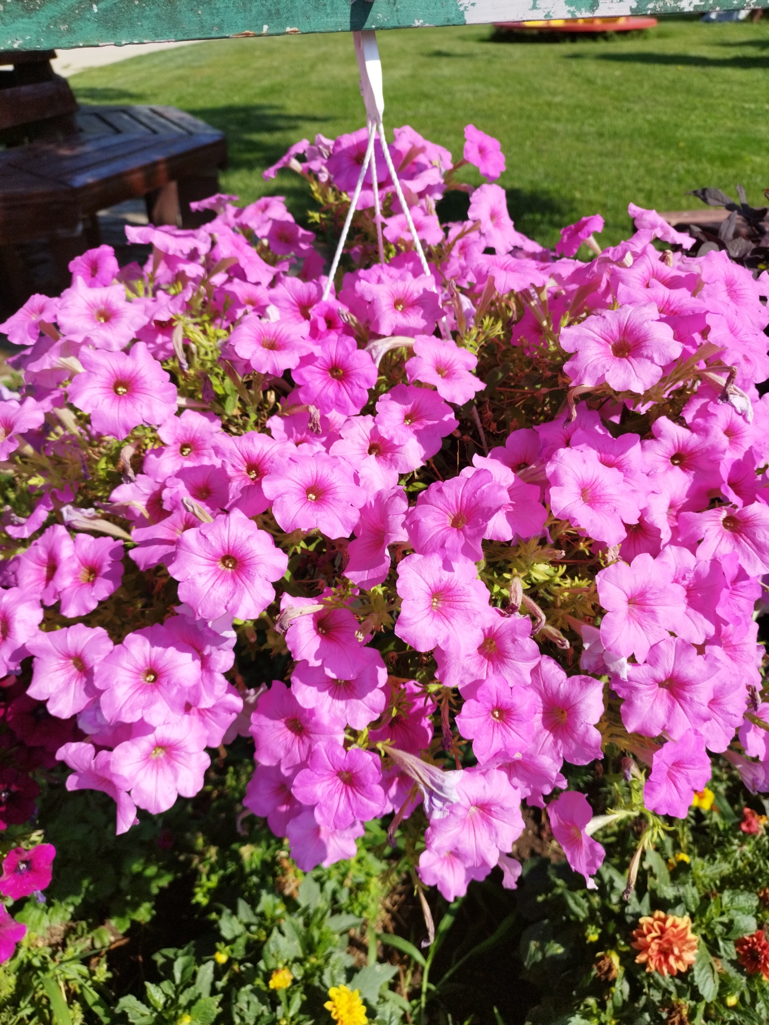 This is a close-up, eye-level, vertical, outdoor, daylight shot of a hanging basket overflowing with vibrant pink petunias. The flowers dominate the frame, with their trumpet-shaped blooms and dark centers. Some of the flowers are in full bloom, while others are partially open or beginning to wilt. The hanging mechanism, a white string, is visible at the top of the image.
In the background, out of focus, is a lush green lawn. To the left, a dark wooden bench is partially visible, casting a shadow. Above the bench, a weathered green wooden structure is present. To the far right, some dark foliage and a few small orange flowers can be seen. The scene appears to be in a park or garden setting. No people are present in the image. The image is likely located in Bucharest, Romania, given the context of the question.