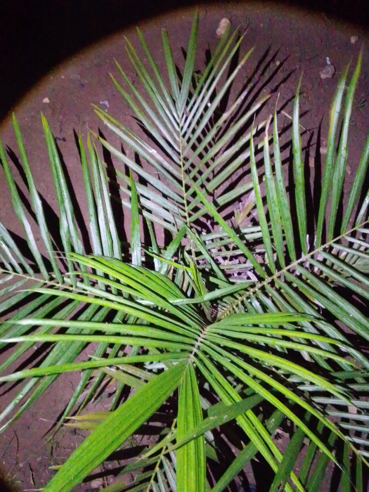 The image shows a close-up view of green palm fronds against a dark, muddy ground. The fronds are long and slender, with a distinct pattern of parallel veins. They appear to be wet, with some water droplets visible on their surface. The ground beneath the fronds is dark brown and appears to be soil, with a few small pebbles and debris scattered around. The lighting suggests the photograph was taken at night, with a spotlight or flash illuminating the palm fronds, creating long shadows on the ground. The location is specified as Serti, Nigeria.