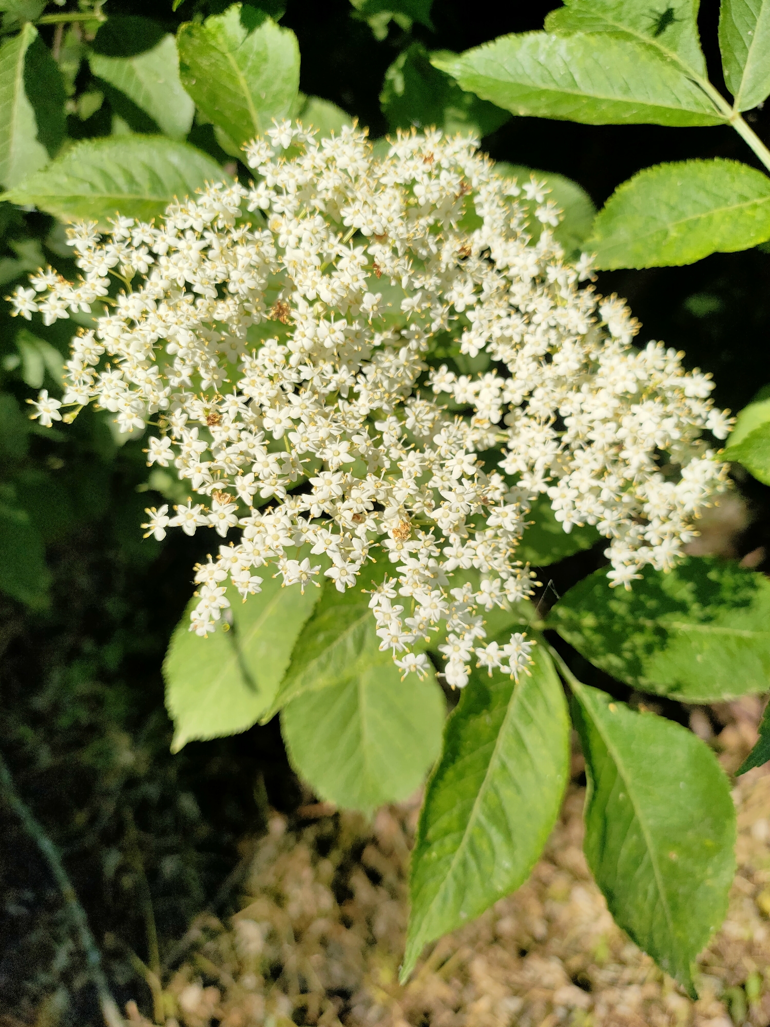 This is a close-up, eye-level shot of a cluster of small white flowers with yellow centers, likely elderflowers, in Nosivka, Ukraine. The flowers are densely packed and form a frothy, flat-topped inflorescence. They are surrounded by vibrant green leaves, some of which are in sharp focus while others are blurred. The background is a mix of dark shadows and dappled sunlight filtering through foliage, suggesting an outdoor setting, possibly a garden or park. There are no people or animals visible in the image. The overall impression is one of natural beauty and the detail of the delicate blossoms is clearly captured.