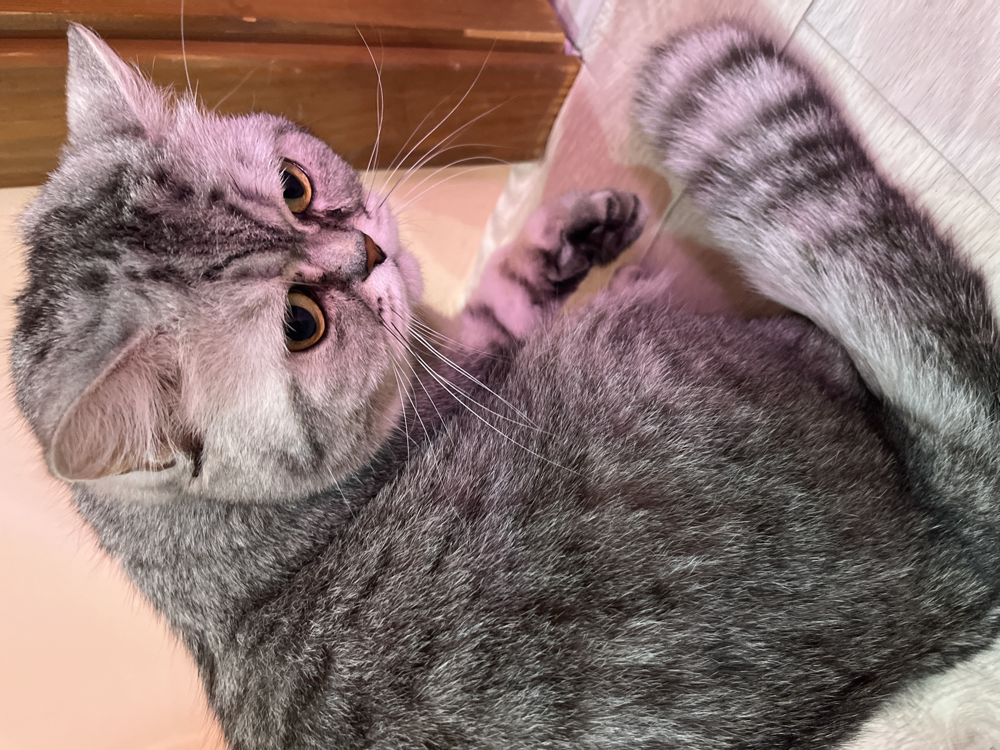 This close-up, angled shot captures a domestic cat, likely a British Shorthair or similar breed, with striking silver-grey tabby fur and deep amber eyes. The cat is positioned on its side, looking upwards and to the right with an attentive and curious expression, its gaze fixed on something outside the frame.
The cat's fur displays distinct dark grey stripes and markings against a lighter silver-grey base, especially visible on its head, body, and tail. Its long, white whiskers fan out from its muzzle. One front paw is partially visible, bent upwards, revealing dark paw pads. A section of its striped tail is also visible on the right side of the image.
The setting appears to be indoors, likely a home in Chaikovsky, Russia. In the background, a light brown wooden surface is visible at the top left, suggesting furniture or wall paneling. The cat is resting on a light-colored, possibly white, fabric or blanket that extends across the right side of the frame. A soft, light pinkish-beige surface is seen in the lower left, possibly a floor or another piece of furniture. The lighting casts a slightly warm, purplish hue over the scene, possibly from artificial light or a filter. There is no visible text in the image. The time of day cannot be definitively determined, but the indoor setting and lighting suggest it could be any time of day with artificial illumination.
