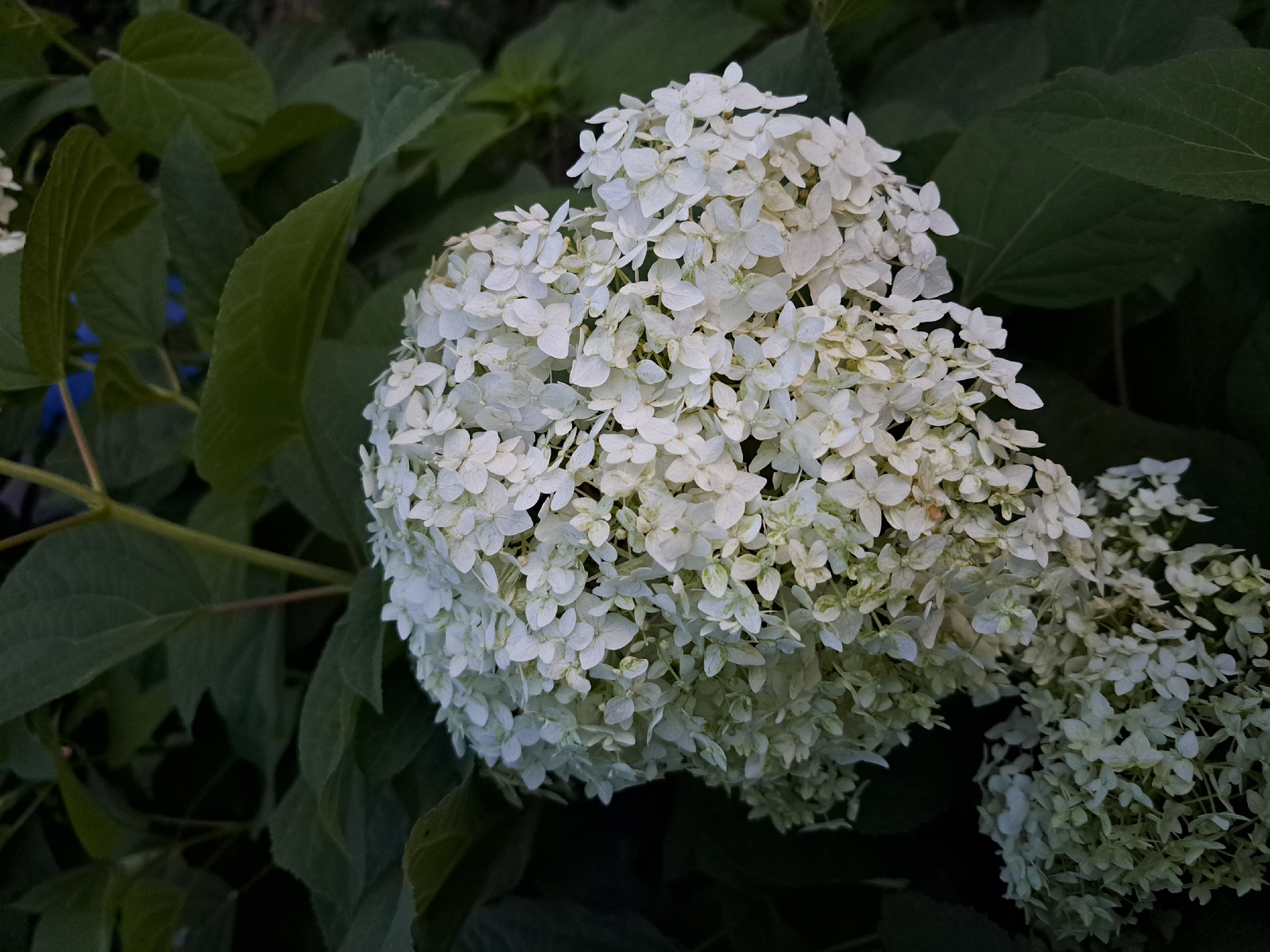 A close-up, eye-level, vertical shot captures a cluster of white hydrangea flowers with lush, dark green foliage in the background. The lighting is dim, suggesting an overcast day or late evening. The scene is outdoors, in a natural setting, and there are no people or man-made objects visible. Given the context of Chernetsk, Russia, this image likely depicts a garden or park within the city.