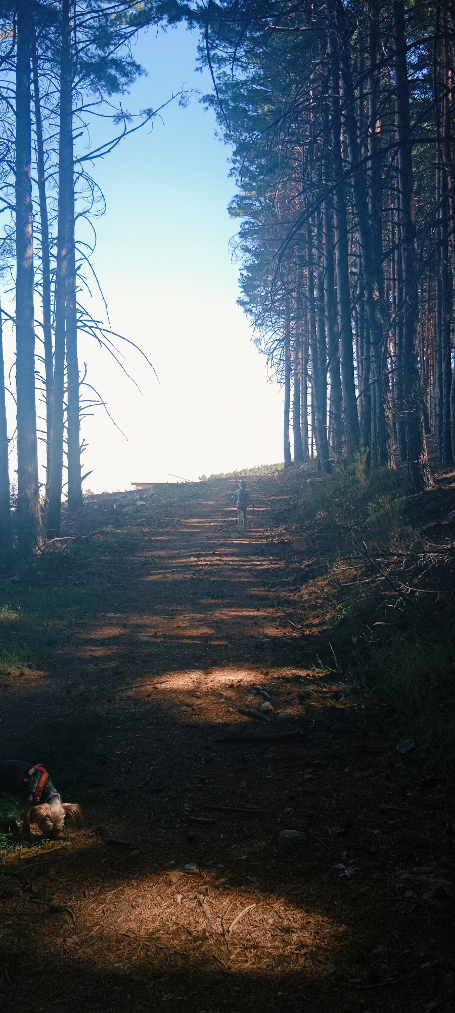 The image depicts a dirt path winding uphill through a dense pine forest. Sunlight filters through the trees, creating dappled patterns on the ground. In the foreground, a small, light-brown dog with a red harness is sniffing the ground. Further up the path, a person wearing a blue shirt and a blue cap walks away from the camera, holding a stick. In the distance, the path leads to a brighter, possibly sunlit area, with a hint of a structure visible on the horizon. The sky above is a clear, bright blue. The location is identified as La Pinilla, Spain.