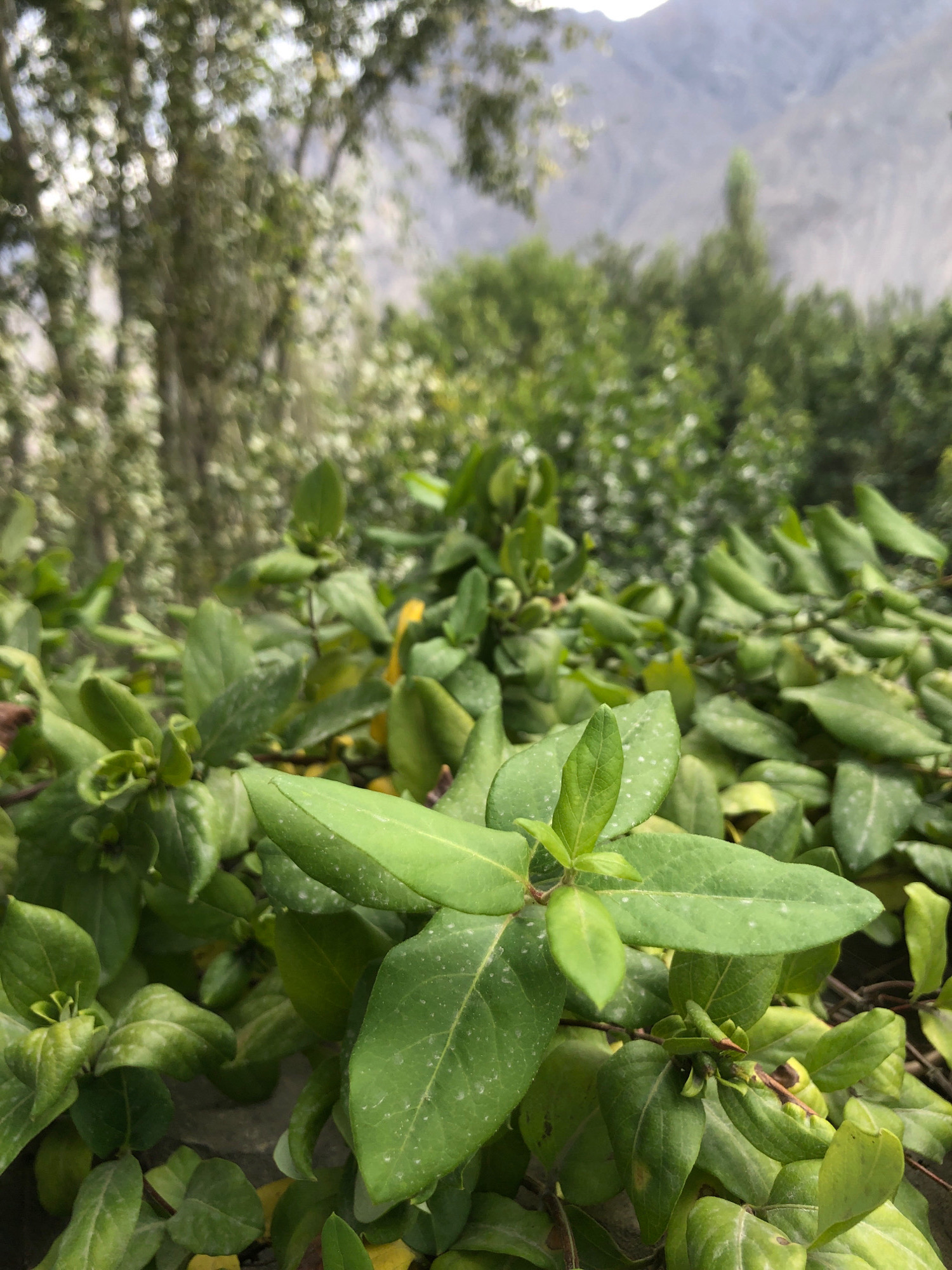 A close-up, low-angle shot captures vibrant green foliage in the foreground, with some leaves showing white speckles. The leaves are lush and varied in shape, with some unfurling and others fully open. In the background, a blurry landscape unfolds, featuring trees and a muted mountain range under an overcast sky. The overall impression is one of natural beauty and a sense of depth, with the sharp focus on the plants drawing the viewer's eye.