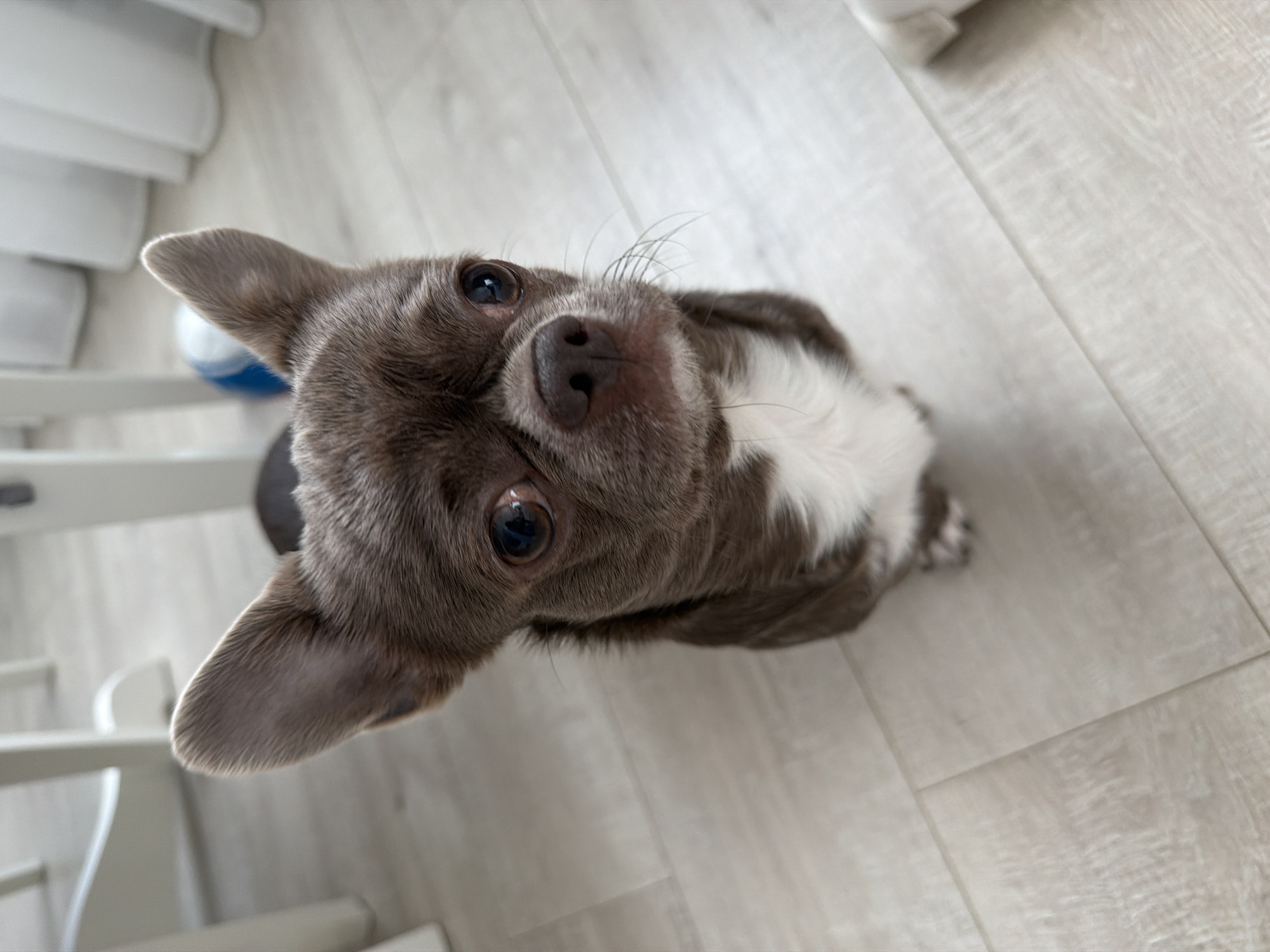 A gray and white Chihuahua dog is looking upwards. The dog is on a light-colored wooden floor. A white chair is visible in the background to the left. The photograph appears to be taken from a high angle. The location cannot be determined to be in Votkinsk, Russia without further information.