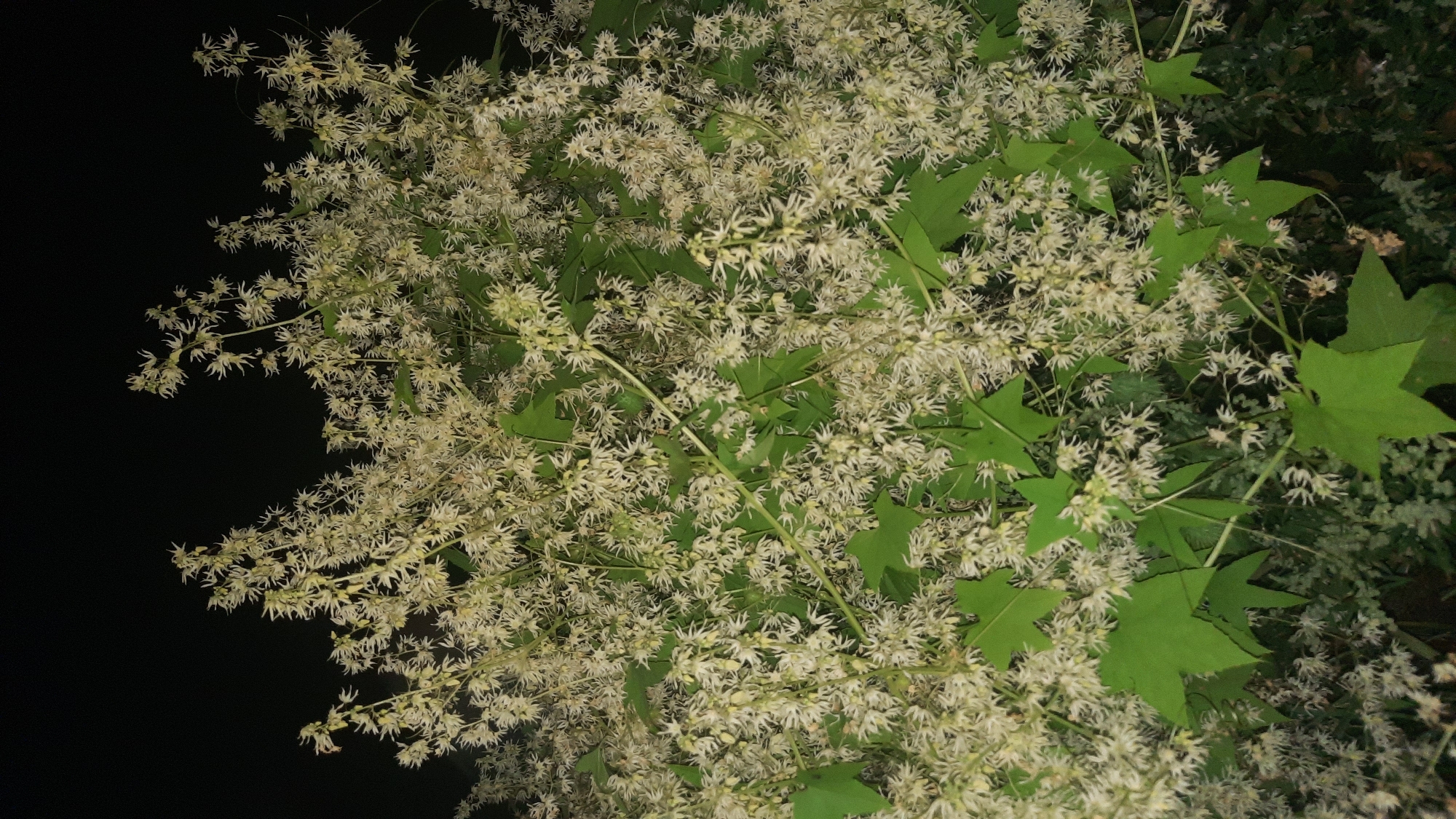 This is a medium shot, taken at night, of a dense bush with numerous small, pale, star-shaped flowers. The flowers are clustered on thin stalks, creating a feathery appearance. Large, green, maple-like leaves are interspersed among the flowers. The background is uniformly black, indicating a dark, outdoor environment with no visible artificial lights. The overall impression is of a wild or overgrown plant in a natural setting. There are no people or animals visible in the image.