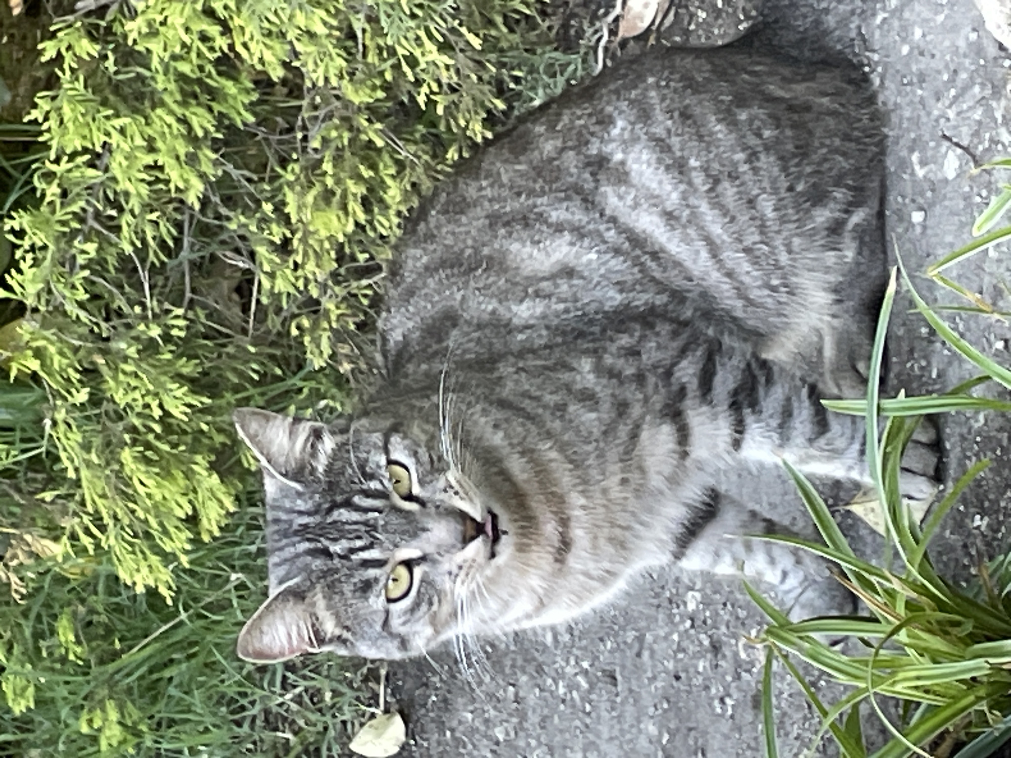 A tabby cat with yellow eyes and a small pink tongue sticking out sits on a concrete surface in front of green foliage. The cat is gray with black stripes and has a fluffy chest. Green grasses are in the foreground. The background consists of dense green bushes and some dried leaves on the ground. This scene appears to be outdoors, possibly in a park or garden. No specific location in Sochi, Russia, can be determined from the image.