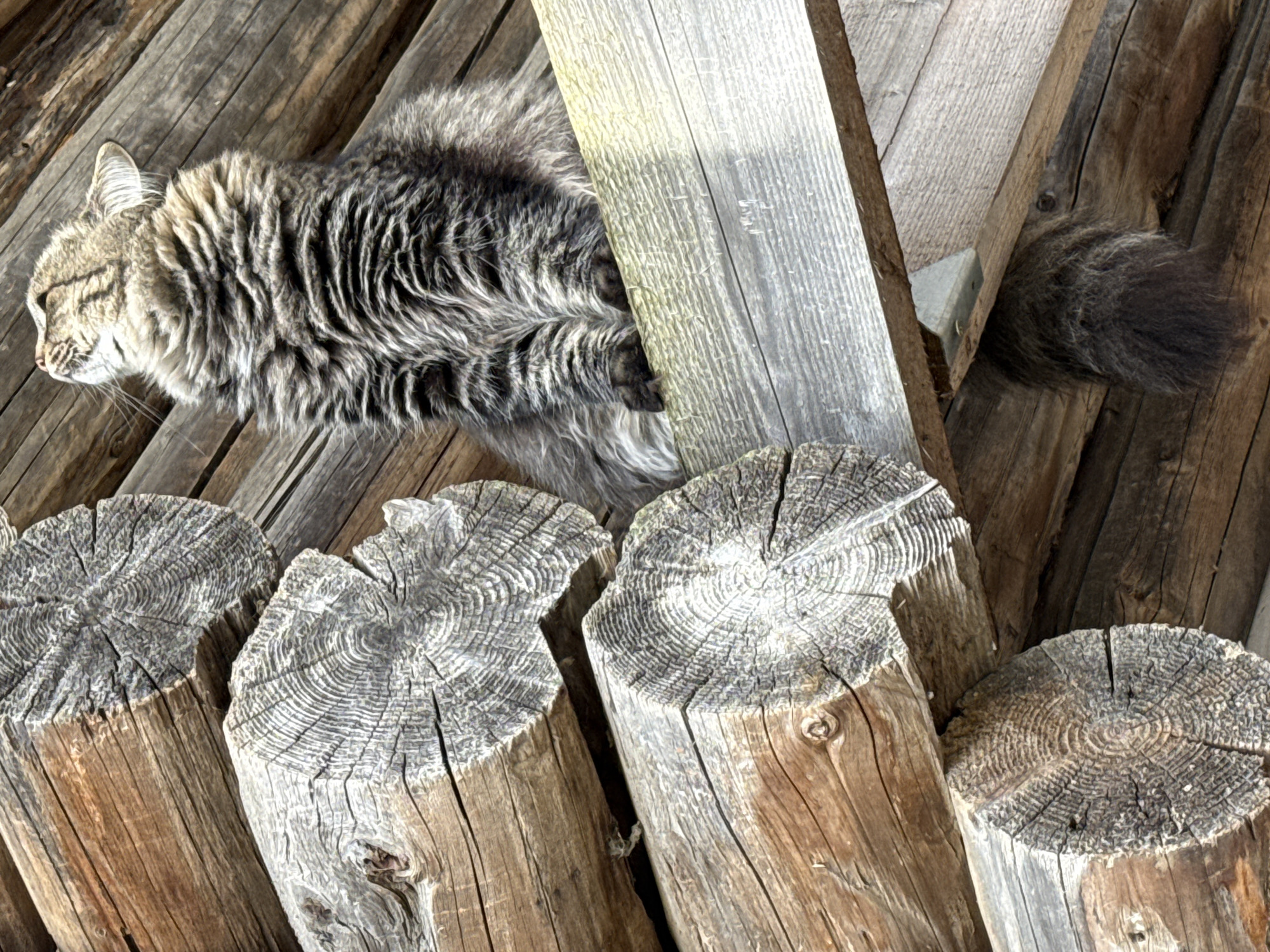 A long-haired tabby cat is partially visible amongst unfinished wooden planks and logs. The cat's head, torso, and tail are visible; the rest of its body is obscured by the planks. The planks appear to be part of a rough, unfinished structure. The scene appears to be outdoors due to the weathered condition of the wood and is speculated to be in Nizhnyaya Chermoda, Russia.
