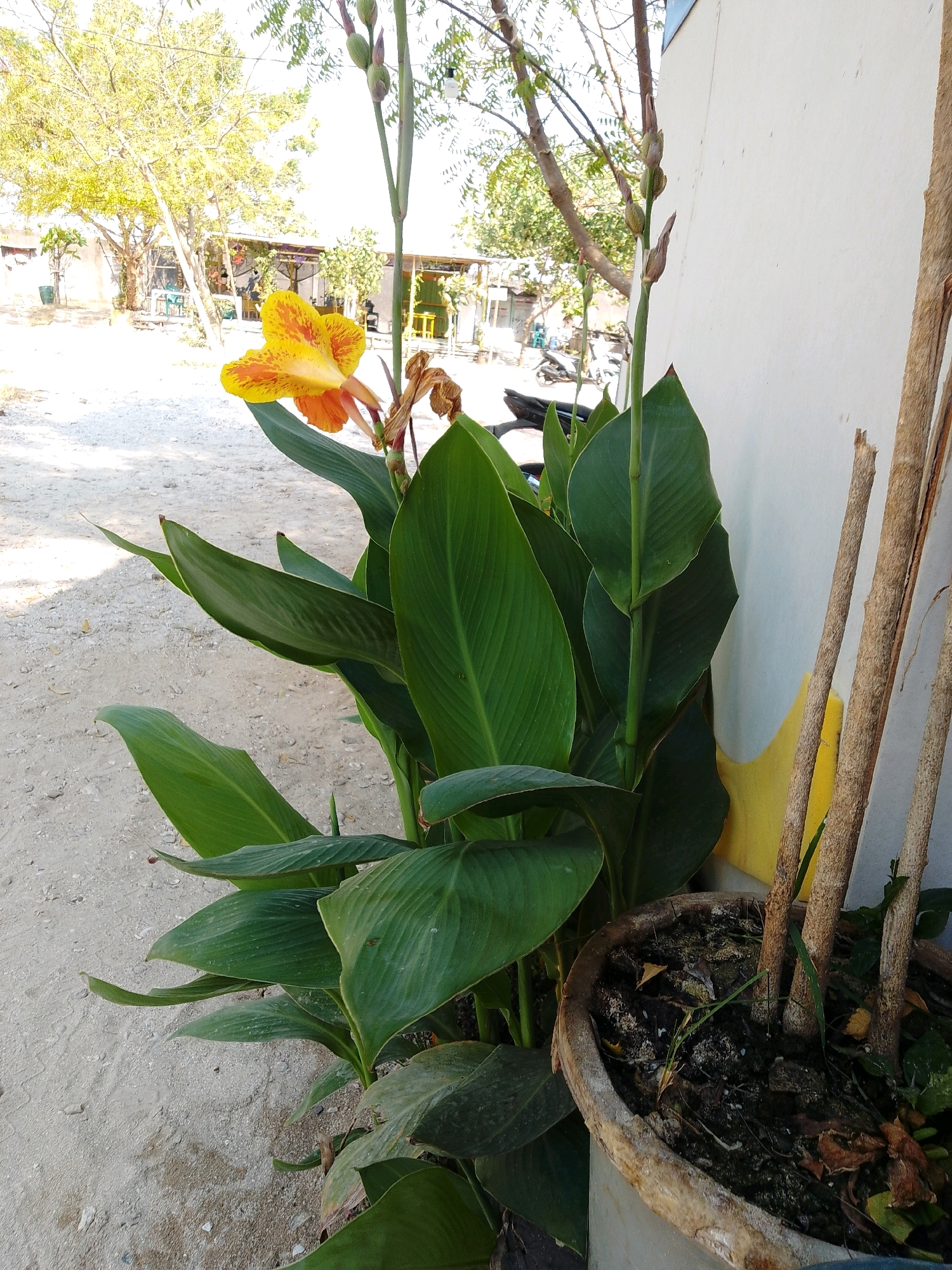 A close-up, eye-level outdoor shot captures a Canna Lily with vibrant orange and yellow petals in bloom, its large green leaves filling the center of the frame. The plant is situated in a weathered clay pot to the right, with dry, wooden stakes standing behind it. The background reveals a sandy, outdoor area, likely a pathway or yard, with a white wall on the right and trees with yellowing leaves and a few structures in the distance, suggesting a rural or semi-urban setting in Cikal, Indonesia. Sunlight illuminates the scene, creating bright, washed-out areas in the background. There are no people visible in the image.