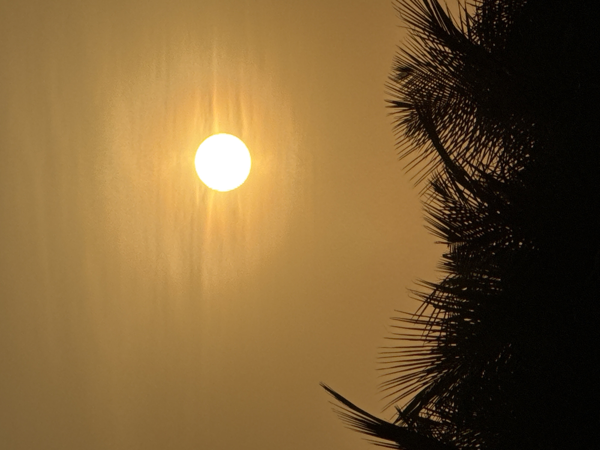 The image depicts a sunset over Dubai, United Arab Emirates. A bright, white sun is visible in the upper right quadrant of the frame, casting a warm, golden light across the sky. Silhouetted against the sunset are the fronds of palm trees, which occupy the lower third of the image. The palm fronds are dark and appear to be in sharp focus, contrasting with the soft, diffused light of the sky. The overall impression is one of a serene and tropical evening. The image does not contain any people, objects, or actions.