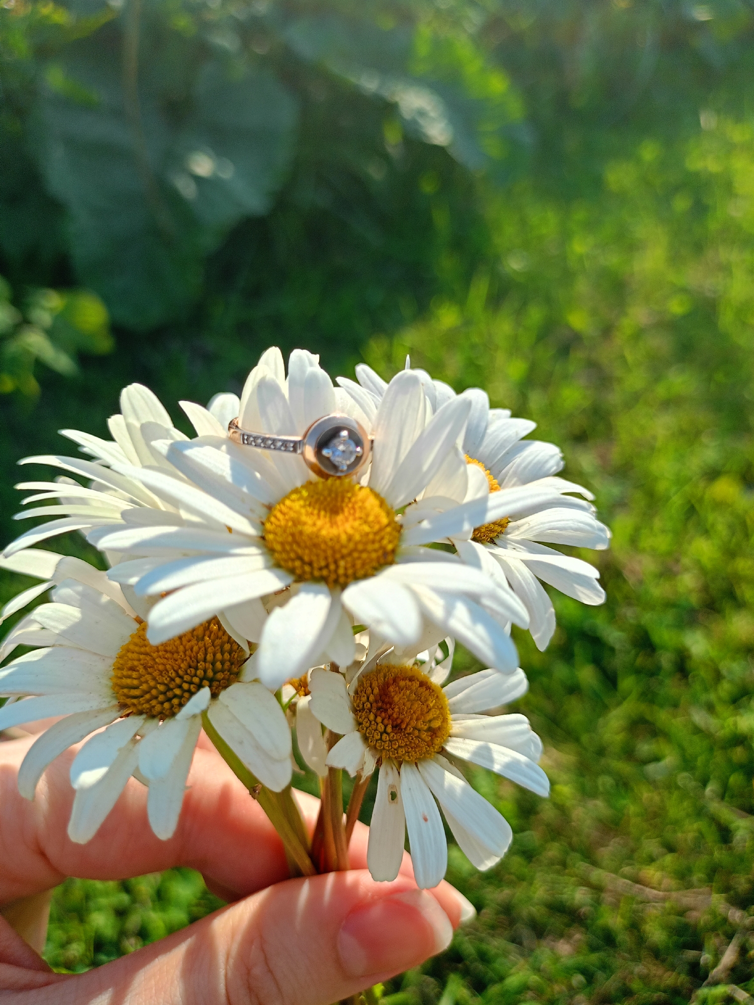 A close-up shot shows a hand holding a bouquet of white daisies against a blurred green background of grass and leaves, suggesting an outdoor setting in Peetri alevik, Estonia. A gold ring with a diamond and small inset stones rests on the petals of the largest daisy. The lighting indicates it is daytime, possibly late afternoon due to the warm sunlight casting shadows.