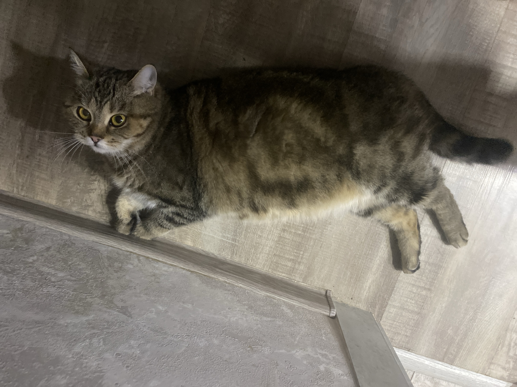 A tabby cat is lying on its back on a light brown wooden floor, with its paws in the air. The cat has large, yellow eyes and is looking up towards the camera. The background consists of a textured gray wall and a wooden baseboard. The lighting suggests an indoor environment.