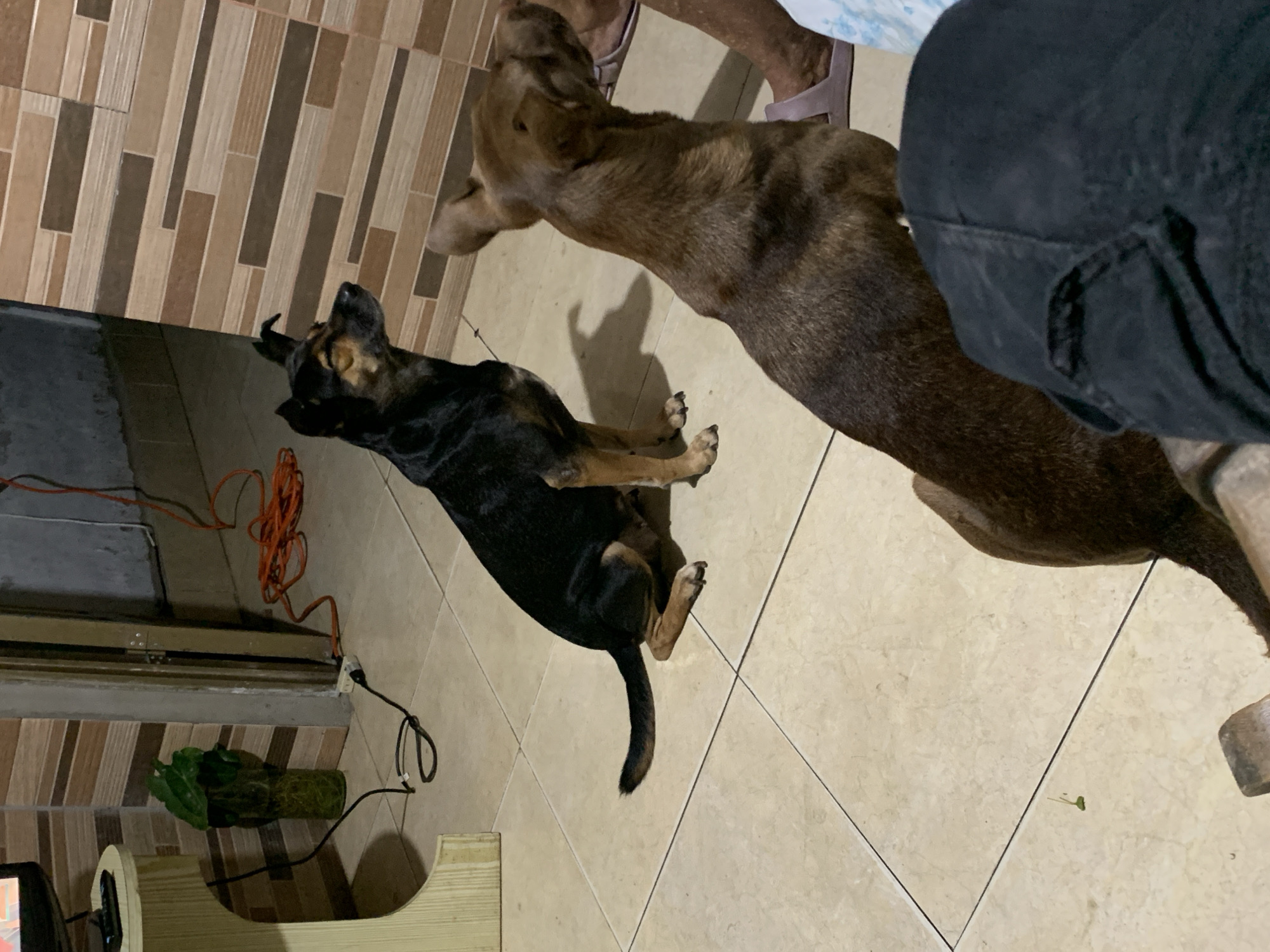 This indoor photograph, taken in Santa Ana, Venezuela, captures a scene with two dogs and parts of a person. The perspective is from above, looking down towards the floor.
The main subjects are two dogs. On the left, a smaller black and tan dog is resting on the beige tiled floor, facing towards the upper left corner of the image. Its body is mostly black, with tan markings on its legs, chest, and face. To the right, a larger brown or brindle-colored dog stands, seen from its back and side, facing the top of the frame. Its head is turned towards the left, looking down at the smaller dog or the floor.
A person is partially visible in the upper right quadrant of the image. Only their legs, clad in dark pants, and feet wearing light-colored slippers are seen. One foot is close to the head of the larger brown dog.
The floor is made of two distinct types of tiles. The upper left portion features patterned tiles resembling narrow wooden planks in various shades of brown and beige. The rest of the floor consists of larger, plain beige square tiles, some with dark grout lines.
Several objects are visible around the perimeter. In the bottom left, a section of a dark threshold or ledge is present, with a coiled orange extension cord lying on it. Further right, a black power strip or wall socket is seen, with a black cord plugged into it. Below the socket, a small green plant in a glass container or vase is placed on the floor next to a piece of light-colored wooden furniture. A tiny green leaf or stem is on the beige tiled floor near the center-right.
The lighting appears to be artificial, casting distinct shadows, suggesting it might be evening or nighttime indoors. There is no visible text in the image.