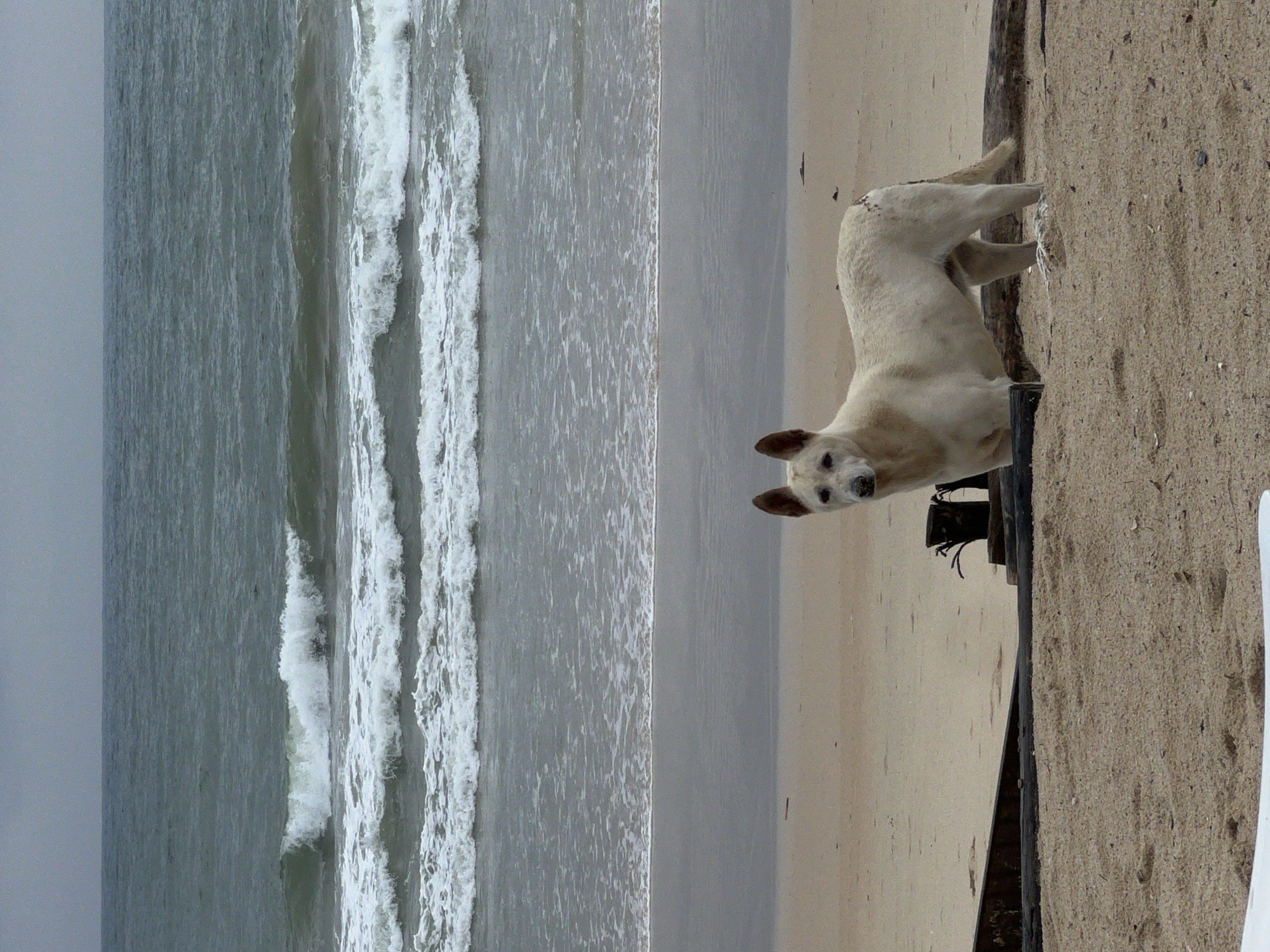A beach scene shows a dog, primarily white with brown ears, standing on sandy terrain. The ocean with its waves is visible in the background. The setting appears to be an overcast day, with a gray sky. The location is Unknown.