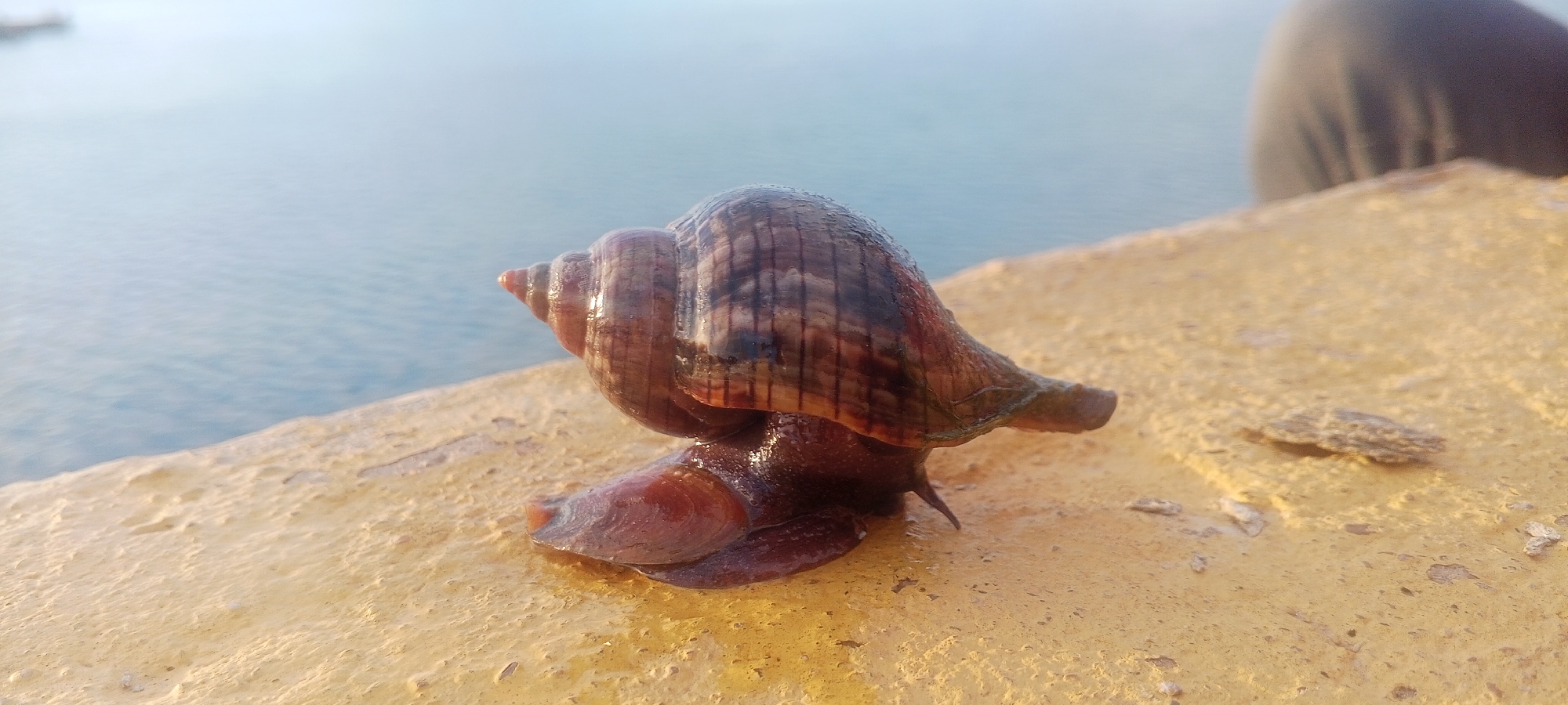 A close-up, low-angle shot shows a large brown snail with dark stripes on its spiraled shell. The snail is positioned on a textured, tan-colored surface that appears to be a wall or ledge. Its body, a dark reddish-brown, is extended forward, with its foot visible and its head slightly raised. A small, light-colored object, possibly a piece of shell or rock, rests on the surface to the right of the snail. In the background, out of focus, is a large body of calm, light blue water, suggesting a waterfront location. A blurred, dark shape, likely a person's leg or clothing, is visible in the upper right corner. The lighting suggests it is daytime, possibly late afternoon given the warm tones on the surface. This scene is set in Juan Griego, Venezuela, a coastal city known for its historical port and beaches.