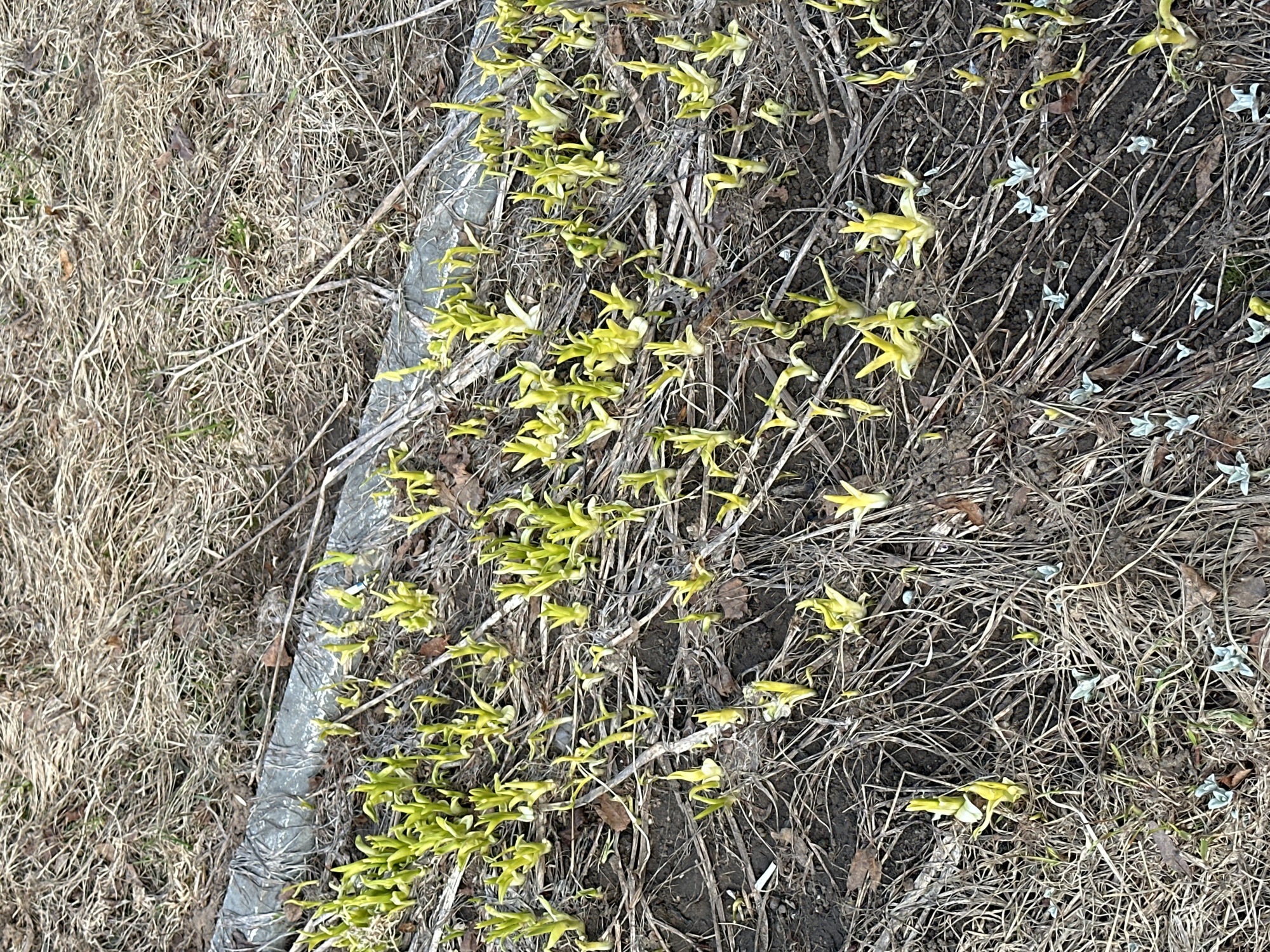 The scene, located in the city of Chaikovsky, Russia, displays a close-up, ground-level perspective of an outdoor environment characterized by emergent plant growth. The foreground and midground are composed of dark brown soil intermixed with abundant dried, light brown, straw-like vegetative debris from a previous season. Numerous small plant shoots, light green to yellowish in coloration, are observed emerging vertically from the soil, ranging in height from approximately 2 to 5 centimeters. These sprouts form dense clusters in some areas and appear more sparsely distributed in others. A horizontal, gray, cylindrical object, approximately 8-10 centimeters in diameter, traverses the upper-middle portion of the frame, partially covered by the dried vegetation and exhibiting a textured or wrapped surface. Scattered small, low-lying clusters of pale green-grey plant material are also visible on the ground. No human or animal subjects, actions, or interactions are depicted within the frame.