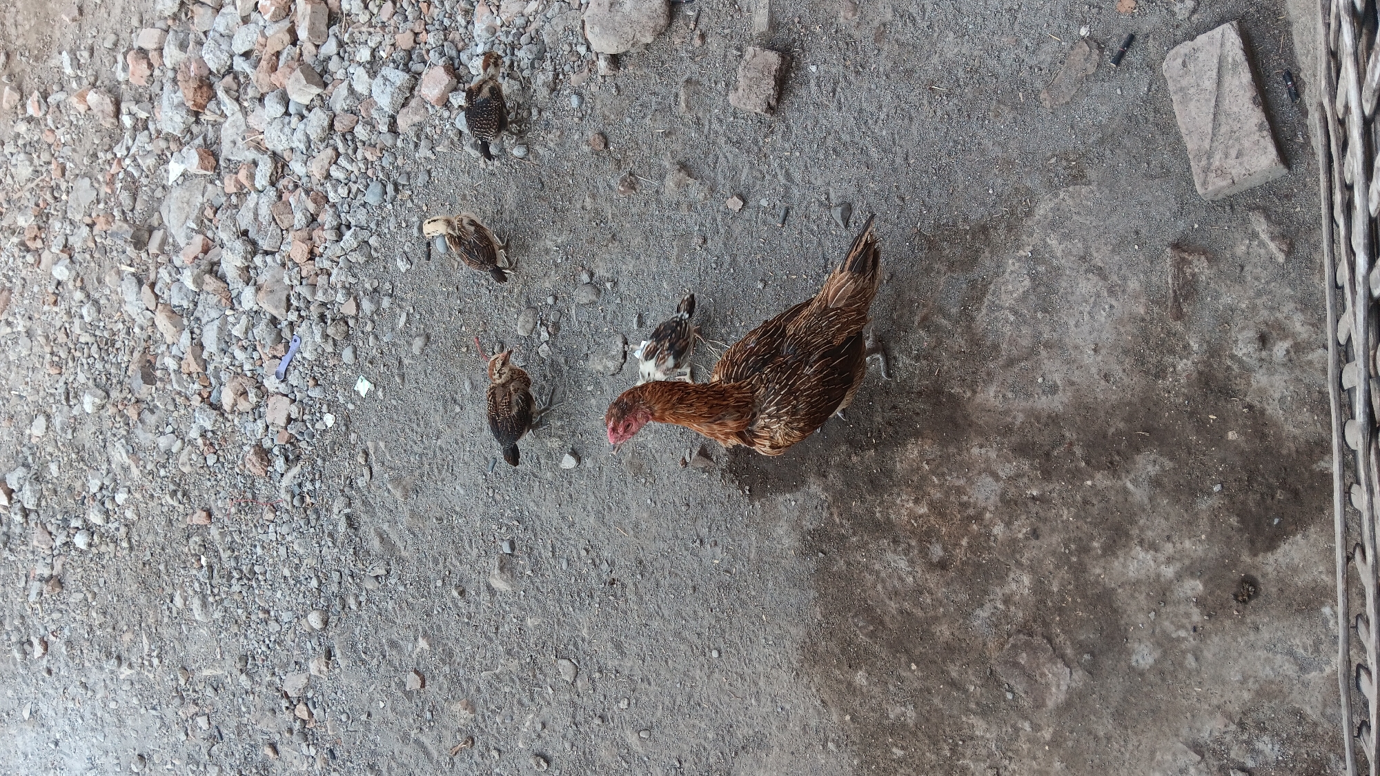 Five chickens are standing on a dirt and gravel ground in Sonobekel, Indonesia. One large chicken with brown and red feathers is in the foreground, facing left. Behind it, four smaller chickens, or chicks, are scattered. The ground is a mixture of dirt, small stones, and some larger rocks and broken concrete pieces. In the lower right corner, a rectangular brick is visible. A portion of a wooden structure, possibly part of a fence or roof, is in the bottom center of the frame. The environment appears to be an outdoor area, possibly a yard or alleyway, with evidence of construction debris.