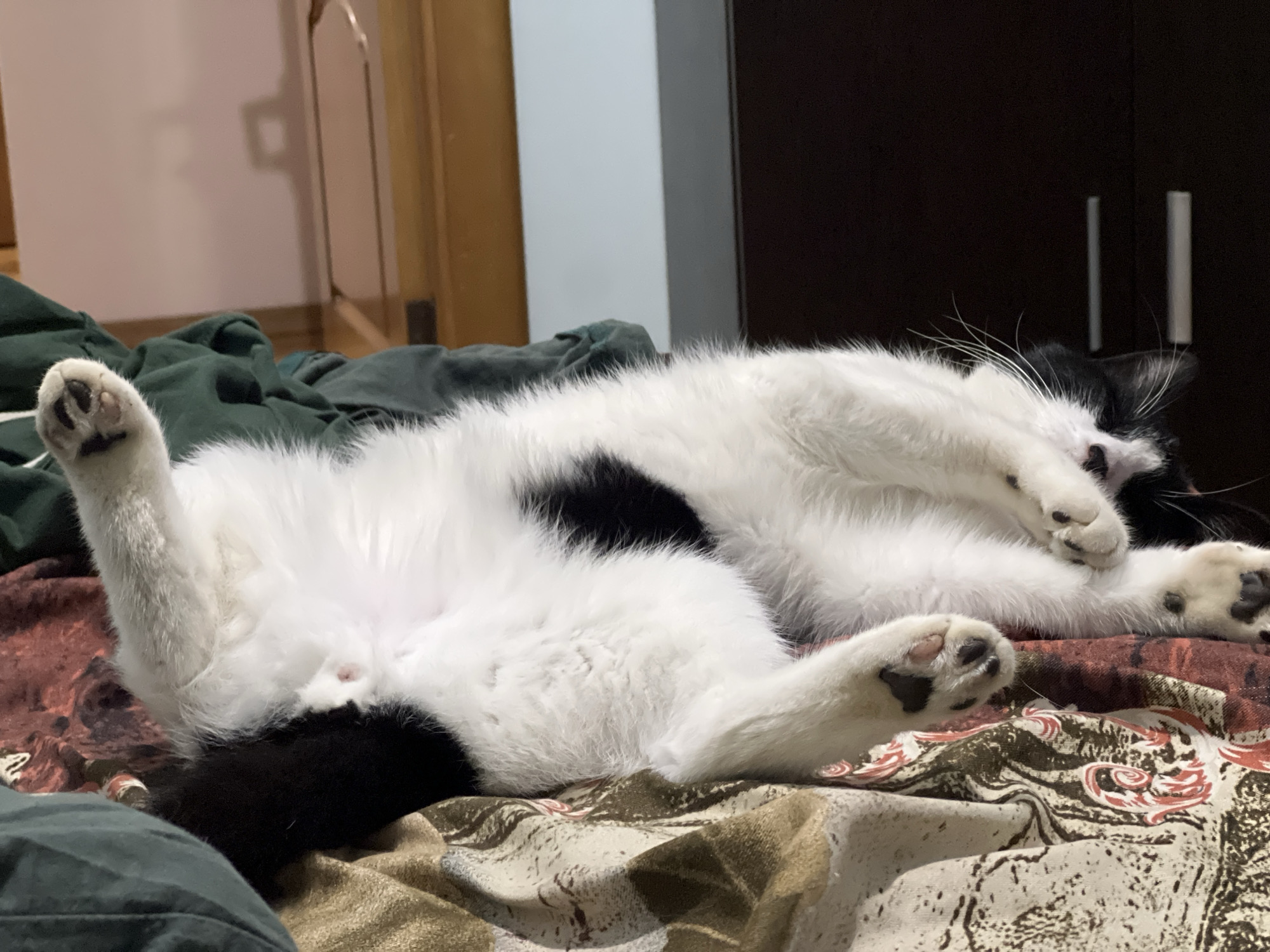 A black and white cat is lying on its back on a bed, with its paws in the air. The cat's fur is soft and fluffy, and its eyes are closed. The bed is covered with a patterned blanket and a green comforter. In the background, there is a closet and a door. The scene appears to be a bedroom in a home. The location is not specified.