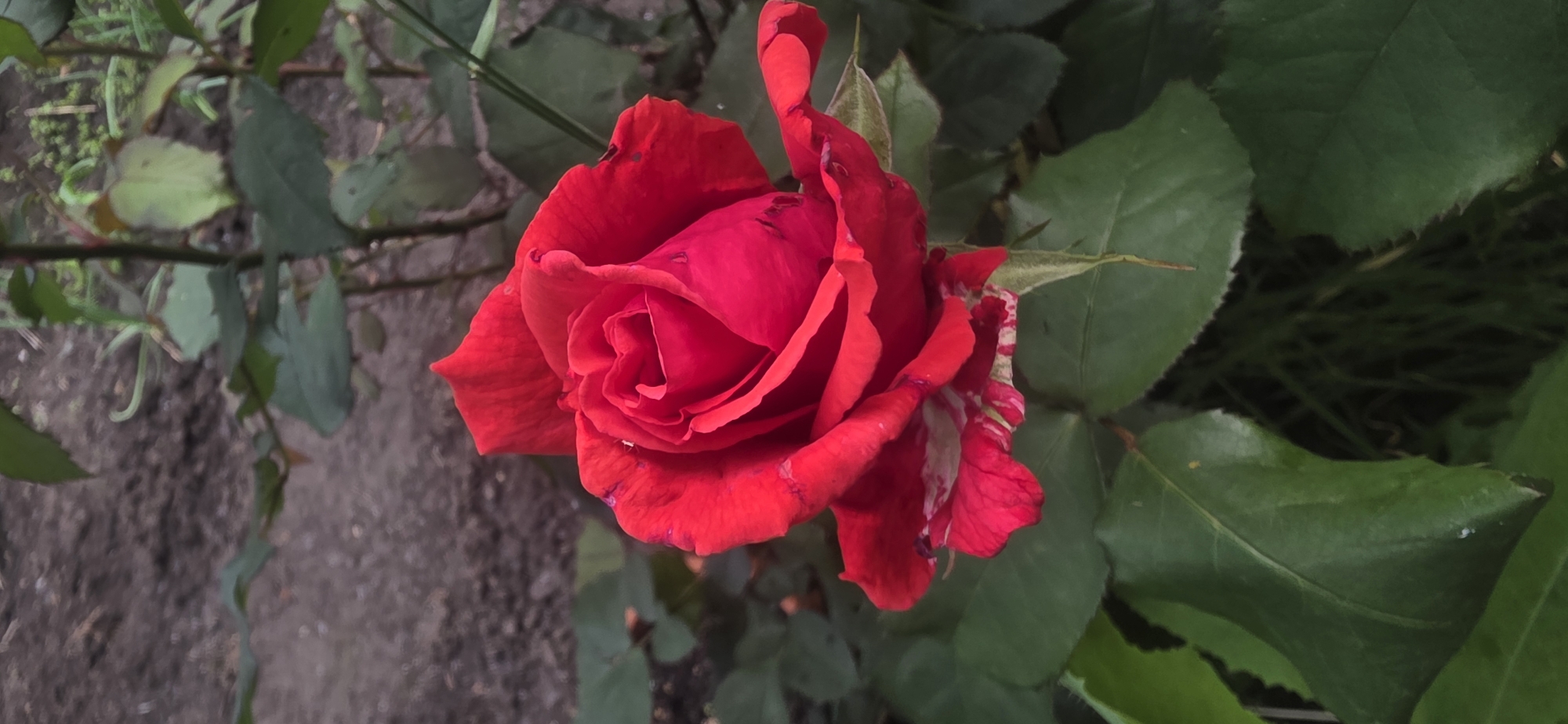 The image shows a vibrant red rose in full bloom. It is positioned in the center of the frame, surrounded by green leaves and stems. The background consists of soil and some additional greenery, likely other plants in the garden. The rose exhibits some minor imperfections, such as small spots on the petals. This image was taken in Smolnik, Bulgaria.
