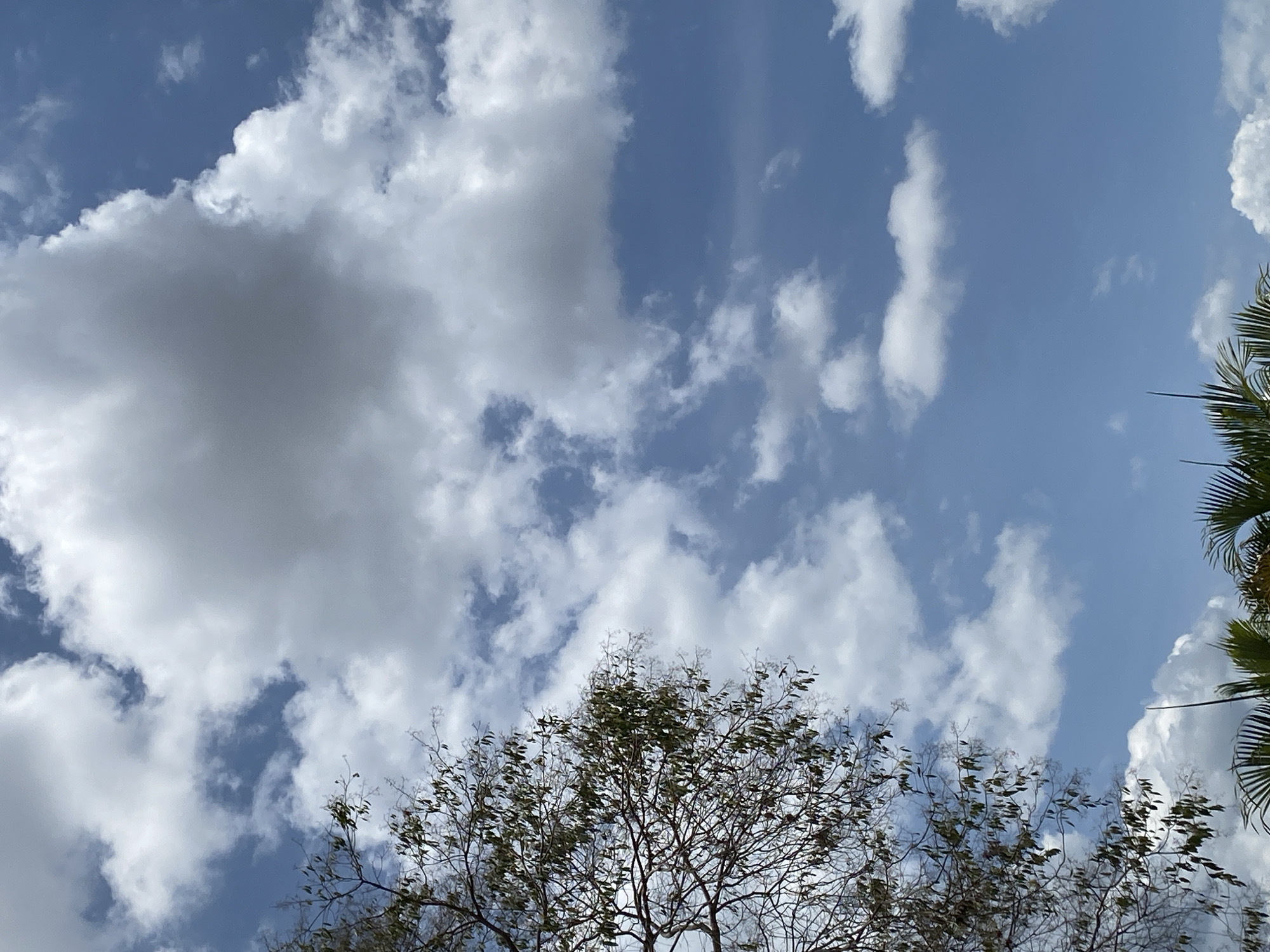 The image shows a view of the sky above Tinaquillo, Venezuela. Fluffy white clouds are scattered across a light blue sky. The top of a tree with sparse green leaves is visible in the lower center of the frame. A portion of a palm tree with green fronds is visible in the lower right corner. No people are visible.