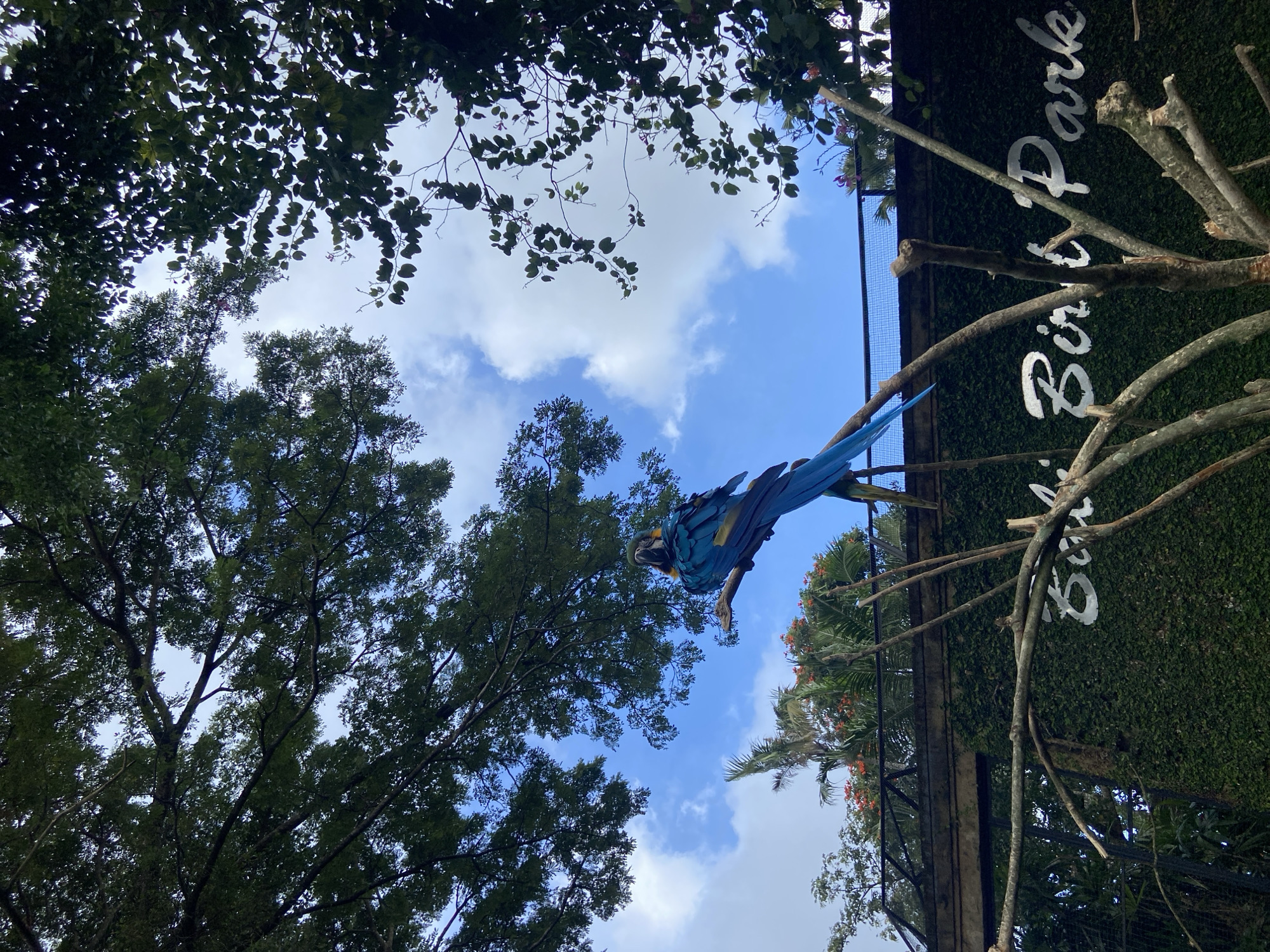 The image is taken from a low angle looking up into the sky, partially obscured by trees. In the center of the frame is a blue and yellow macaw perched on a branch. To the right of the macaw is a wall covered in green foliage with white text reading "Bird Park". There is a metal fence that frames this wall. The location is Sukawati, Indonesia.