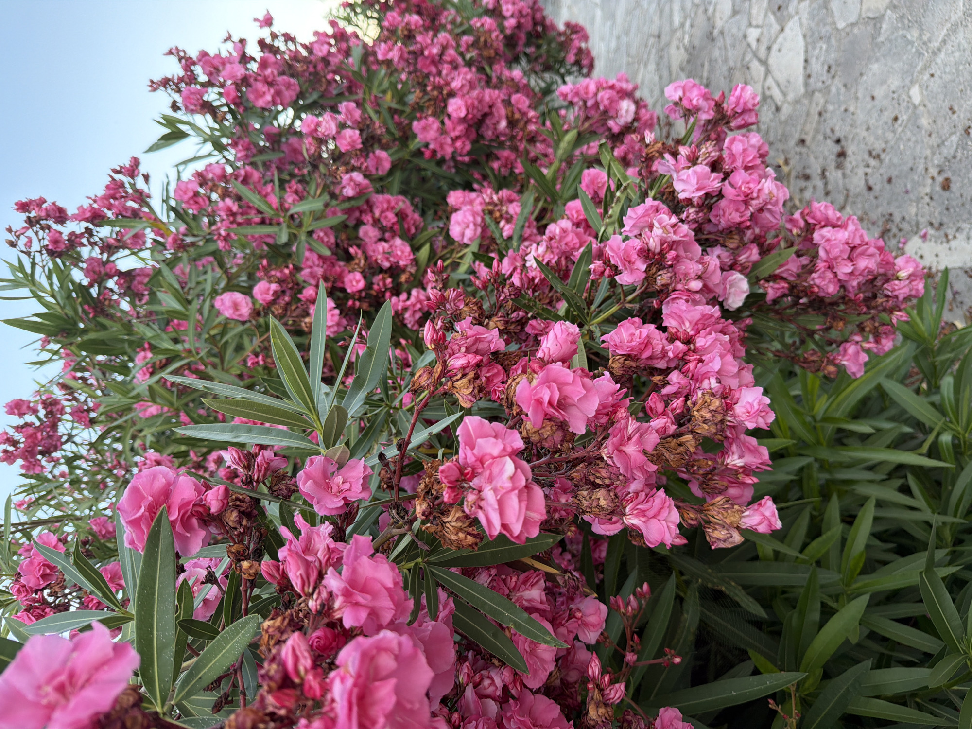 A dense shrub of pink oleander flowers and long, green leaves fills the foreground and middle ground of the image. The flowers are a vibrant pink, with some appearing to be in full bloom and others in various stages of development. Scattered among the blossoms are dried, brown flower clusters and a few scattered leaves. The shrub is positioned on the edge of a paved pathway, which is visible in the lower right quadrant of the image. The pathway is made of irregular gray stones, with some dirt and debris present. The sky is a pale blue and appears in the upper right corner of the image. The lighting suggests it is either early morning or late afternoon. The scene is located on a street in Tremithousa, Cyprus. There are no people or animals visible in the image.