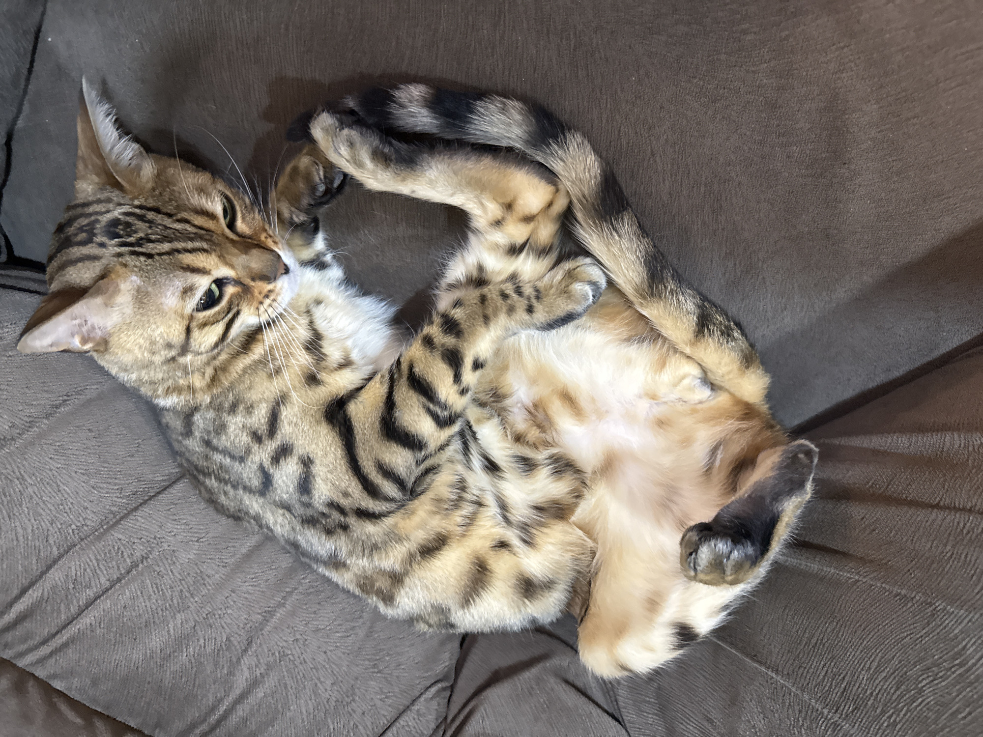A single domestic Bengal cat is lying on its back on a brown couch. The cat's belly is exposed, and its legs and tail are curled up towards its head. The cat's head is turned to the left, and it appears to be looking at something. The cat's fur is a mix of brown, black, and white. The couch is made of a soft, brown material. The location appears to be indoors.