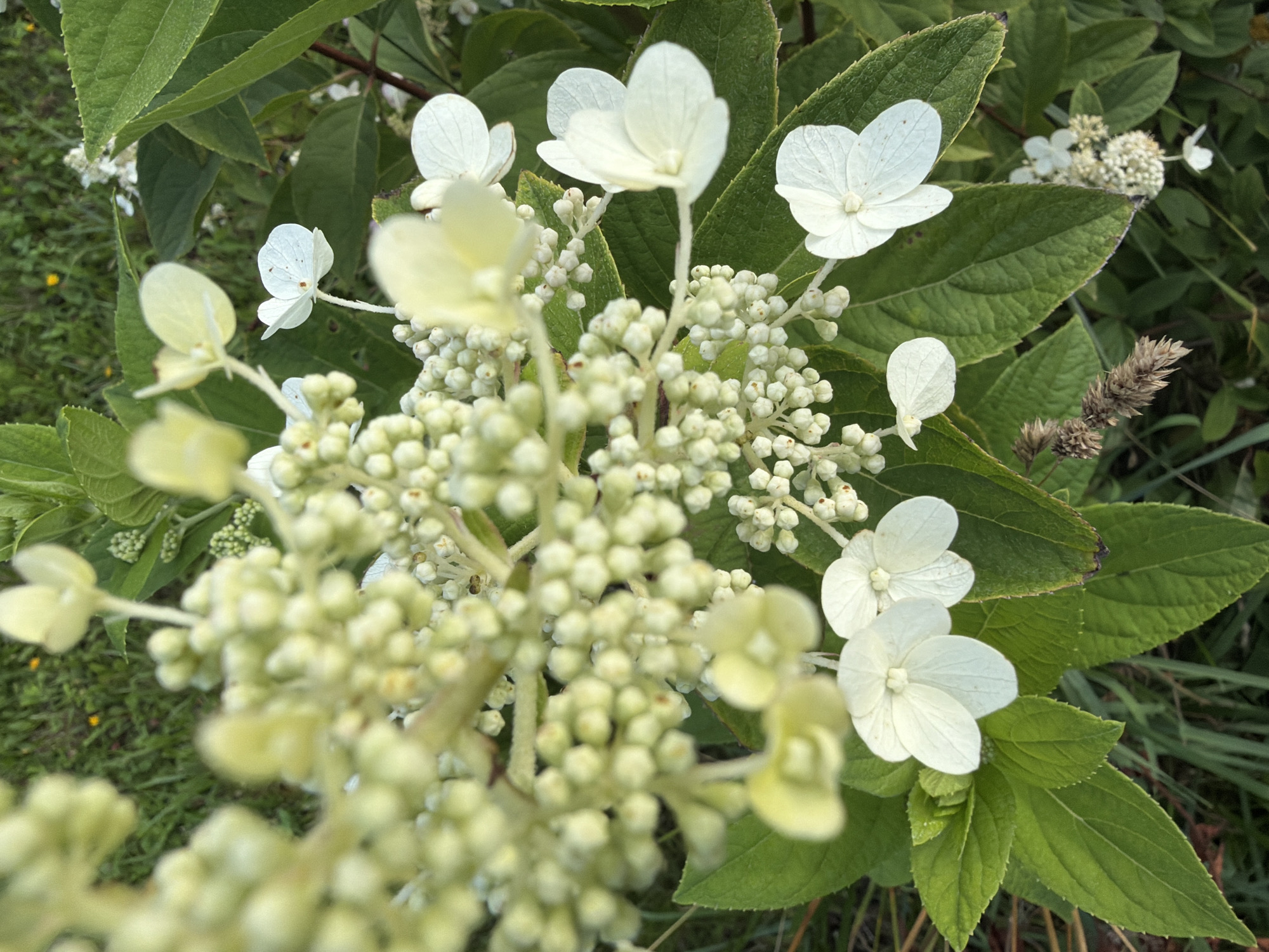 The image is a close-up, high-angle shot of a flowering plant, likely a hydrangea, with clusters of small, white, star-shaped florets and larger, delicate white petals. The flowers are predominantly white and light yellow, with some buds still closed. The leaves are a vibrant green and have a serrated edge. The background consists of green grass and a hint of yellow wildflowers, suggesting an outdoor setting. There are no people or animals visible. The image does not contain any information about its location in the city of Blagodat', Russia.