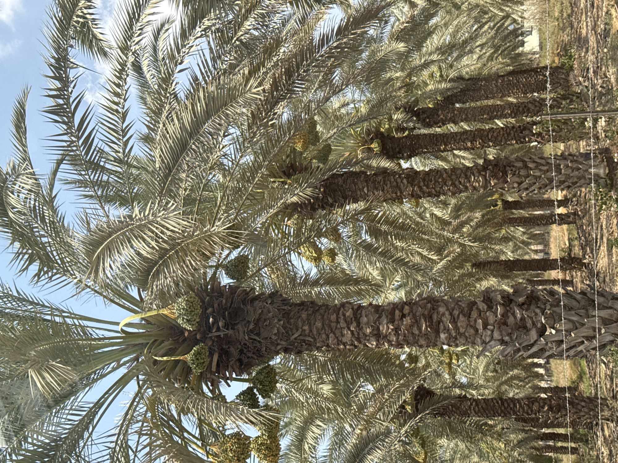 The image shows a plantation of date palm trees under a clear blue sky. Several of the trees have clusters of green dates hanging from them. The foreground features a barbed wire fence running horizontally across the lower portion of the image. The ground is covered in dry leaves and debris, suggesting an arid or semi-arid environment. The overall scene is indicative of an agricultural setting in a warm climate. The location is identified as being in the Emek HaYarden Regional Council, Israel, an area known for its date cultivation. There are no people or animals visible in the image.