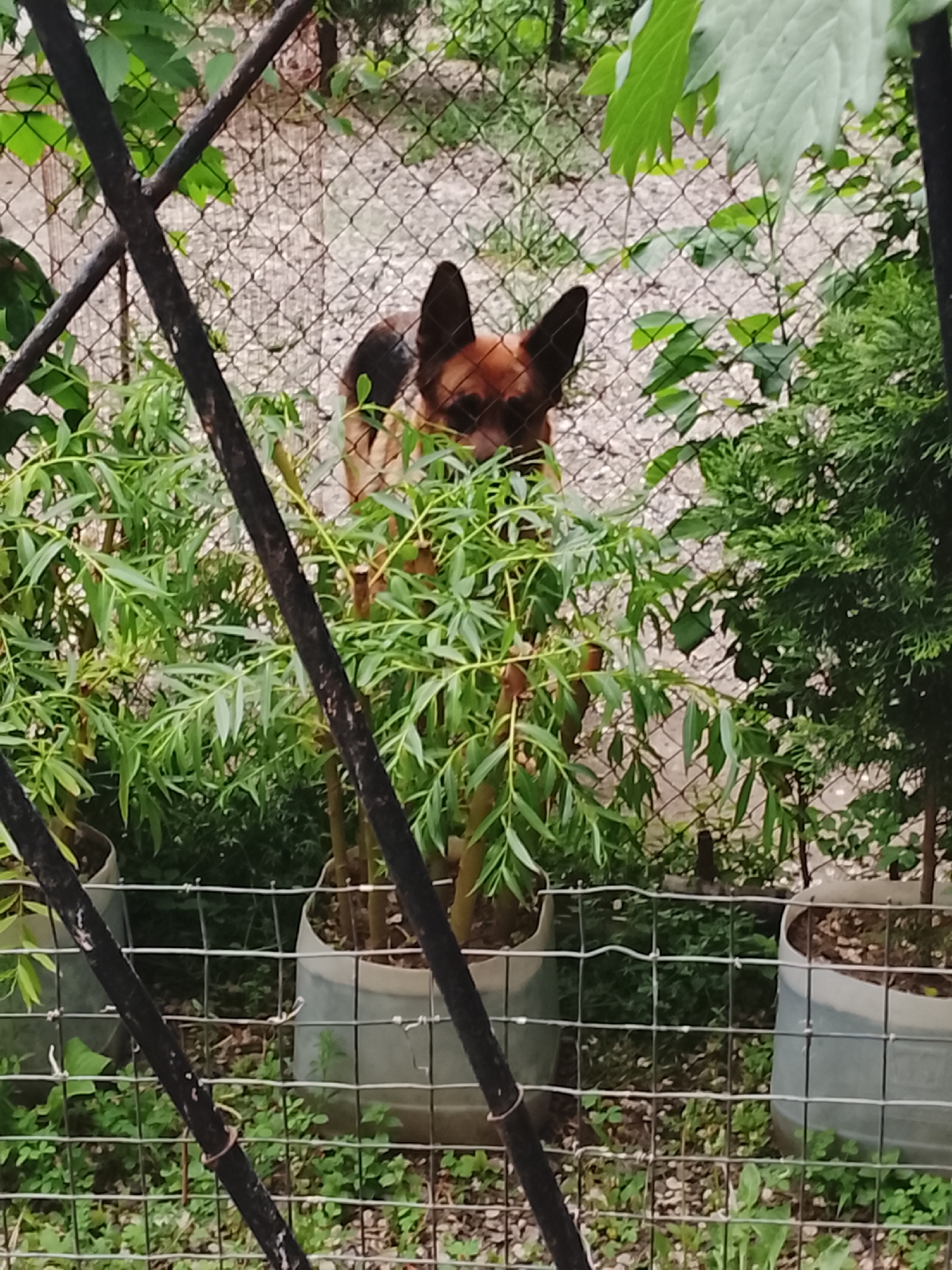 A medium shot captures a German Shepherd dog partially obscured by lush green foliage in an outdoor setting. The dog's head and ears are visible above the plants, with its brown and black fur distinct. The background shows a wire fence with a gravelly surface behind it, indicating an enclosed yard or garden area. Several potted plants are present, contributing to the dense vegetation. The lighting suggests an overcast day.