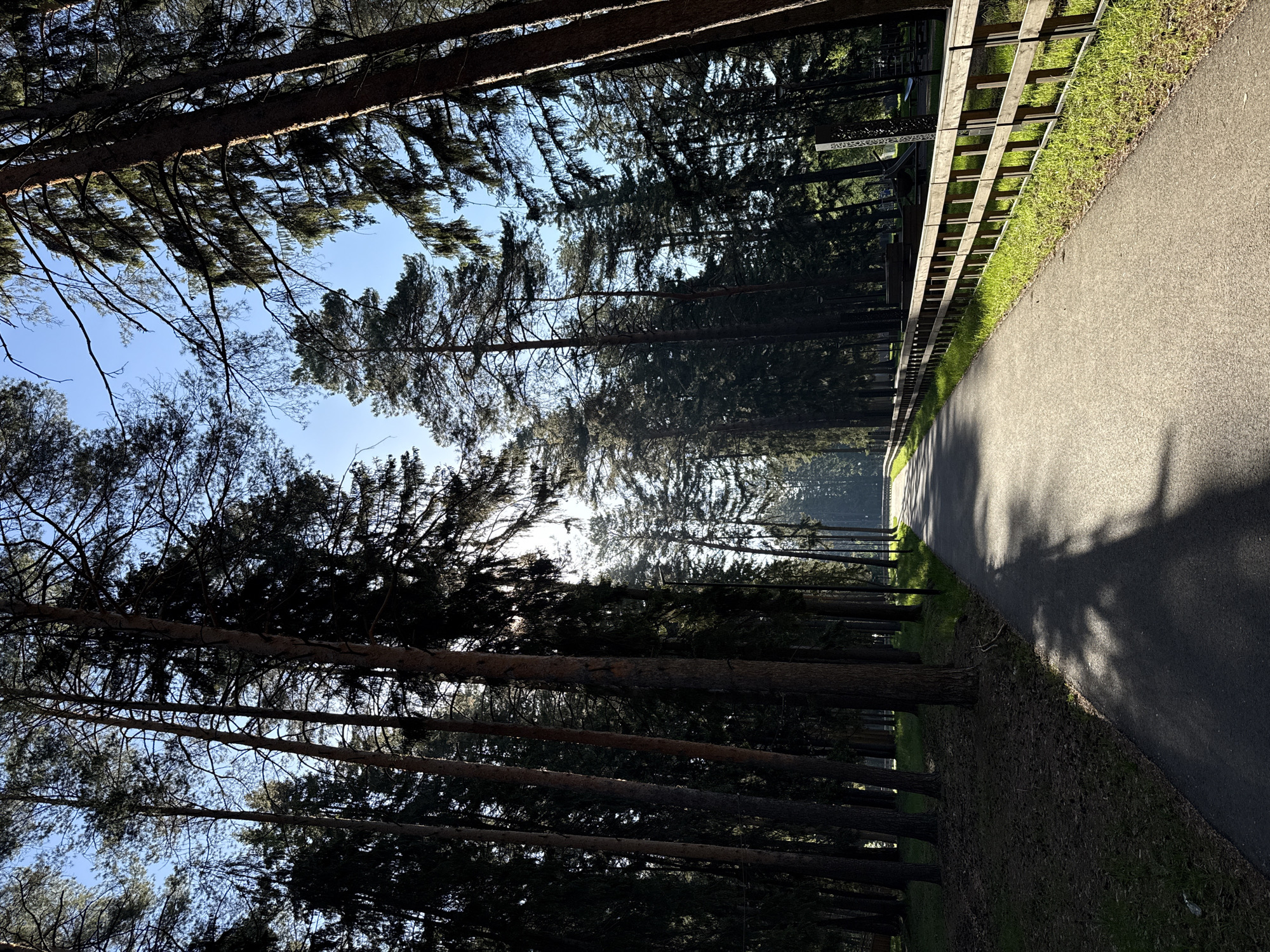 The image depicts a paved path running through a forest in Votkinsk, Russia. Tall pine trees line the left side of the path, their trunks casting shadows on the ground. A wooden fence runs along the right side of the path, separating it from a grassy area. The sky is visible through the trees, and the sun is shining, creating a bright spot in the distance. The image is oriented with the path running towards the viewer. The lighting suggests it is either morning or late afternoon.