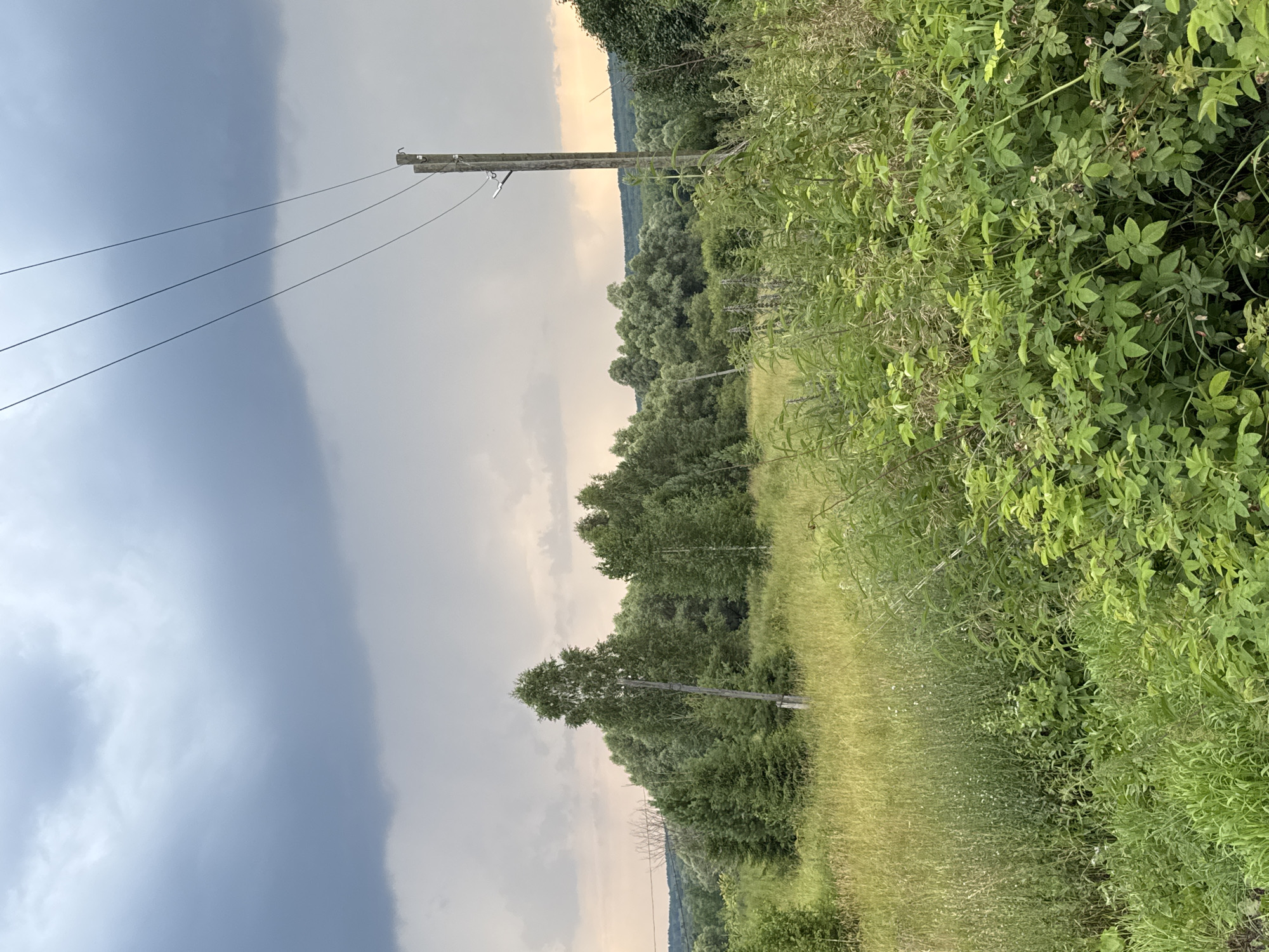 The image depicts a natural landscape in Nizhnyaya Gar', Russia, characterized by a dramatic sky and lush vegetation. In the foreground, dense green foliage, including what appears to be raspberry bushes with visible berries, dominates the lower right of the frame. Behind this, a field of tall, yellowish-green grass stretches into the middle ground. A single wooden utility pole with power lines extending upwards and across the frame stands to the right of the image. Beyond the field, a dense line of various trees, including conifers and deciduous trees, forms a verdant backdrop. The sky is overcast with heavy, dark gray storm clouds dominating the upper portion of the image, with lighter, hazy clouds and a hint of warm light near the horizon on the right. The overall scene suggests a rural, possibly pre-storm, atmosphere.