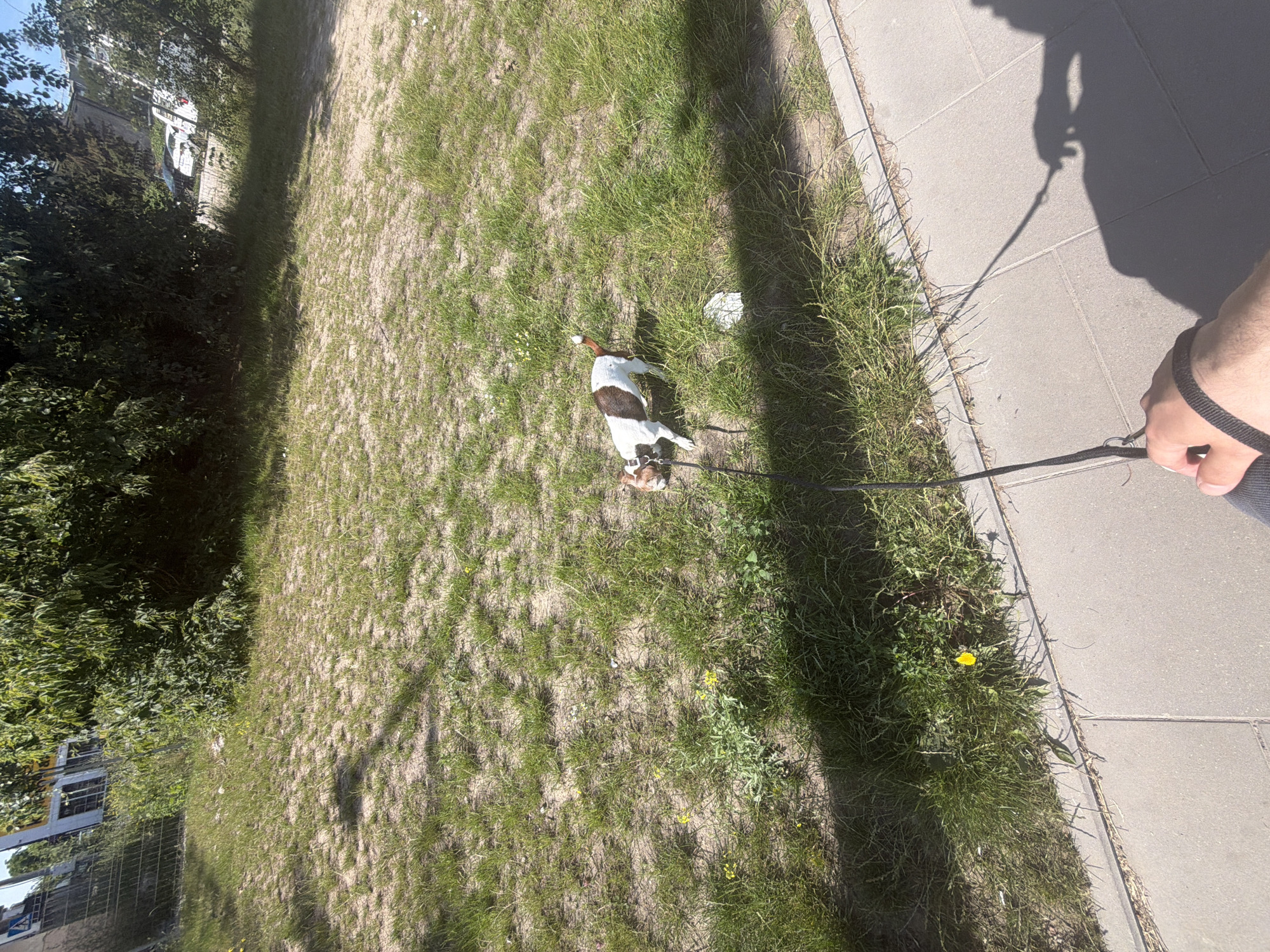 A dog on a leash is being walked by its owner on a sunny day. The dog, which appears to be a Jack Russell Terrier or similar breed, is brown and white. It is looking down at something on the ground in a grassy area. The owner's hand and arm are visible in the lower right corner of the frame, holding the leash. A shadow of the owner, stretching long and thin, indicates it is likely morning or late afternoon. The scene is set on a paved sidewalk bordering a grassy verge, with trees and buildings visible in the background to the left. The grass is a mix of green and dry patches, with a few yellow wildflowers scattered about. The paved area is made of square concrete tiles. The overall impression is a casual walk in an urban or suburban outdoor space.