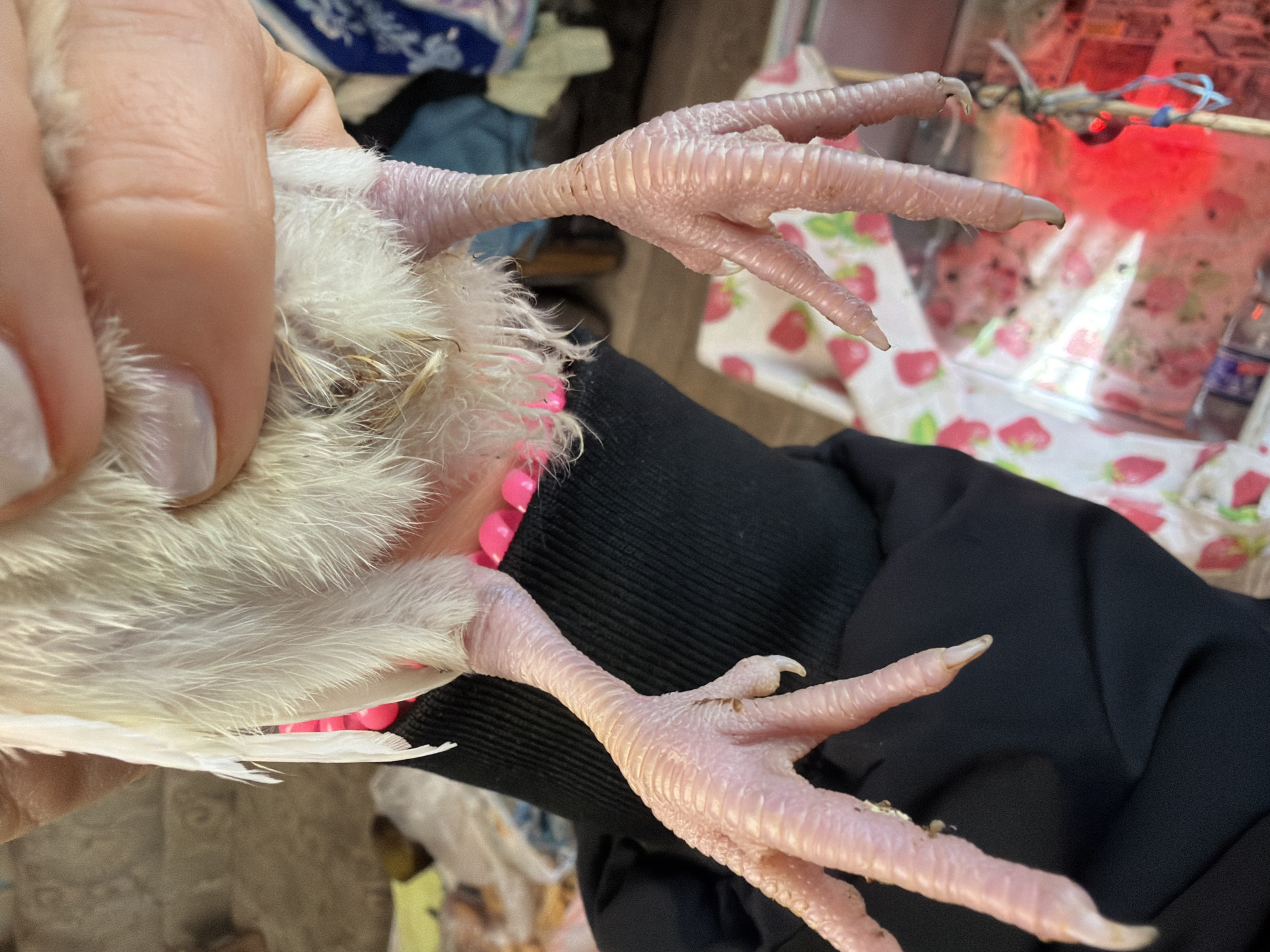 A close-up shot depicts a person holding a white bird, possibly a chick, with its legs and feet prominently displayed. The bird's legs are pink and wrinkled, with sharp claws visible at the tips of its toes. The person's hand and fingernails are visible, with what appears to be a light-colored nail polish. The background is somewhat cluttered, showing various items including a strawberry-patterned surface, fabric, and a heat lamp, but nothing that indicates this picture was taken in the city of Бронница, Russia.