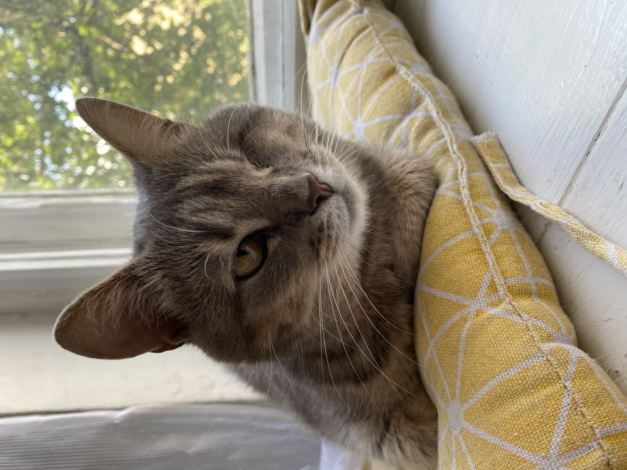 A tabby cat with grey and brown fur rests on a yellow cushion with a white geometric pattern. The cat is lying down, facing towards the right of the frame, with its head slightly tilted. Its left eye is closed, and its right eye is open, looking forward with a yellow iris. The cat's whiskers are prominent and white. The cushion is placed on a white wooden surface, possibly a windowsill. In the background, out of focus, is a window with sunlight filtering through green foliage. The overall lighting suggests it is daytime.