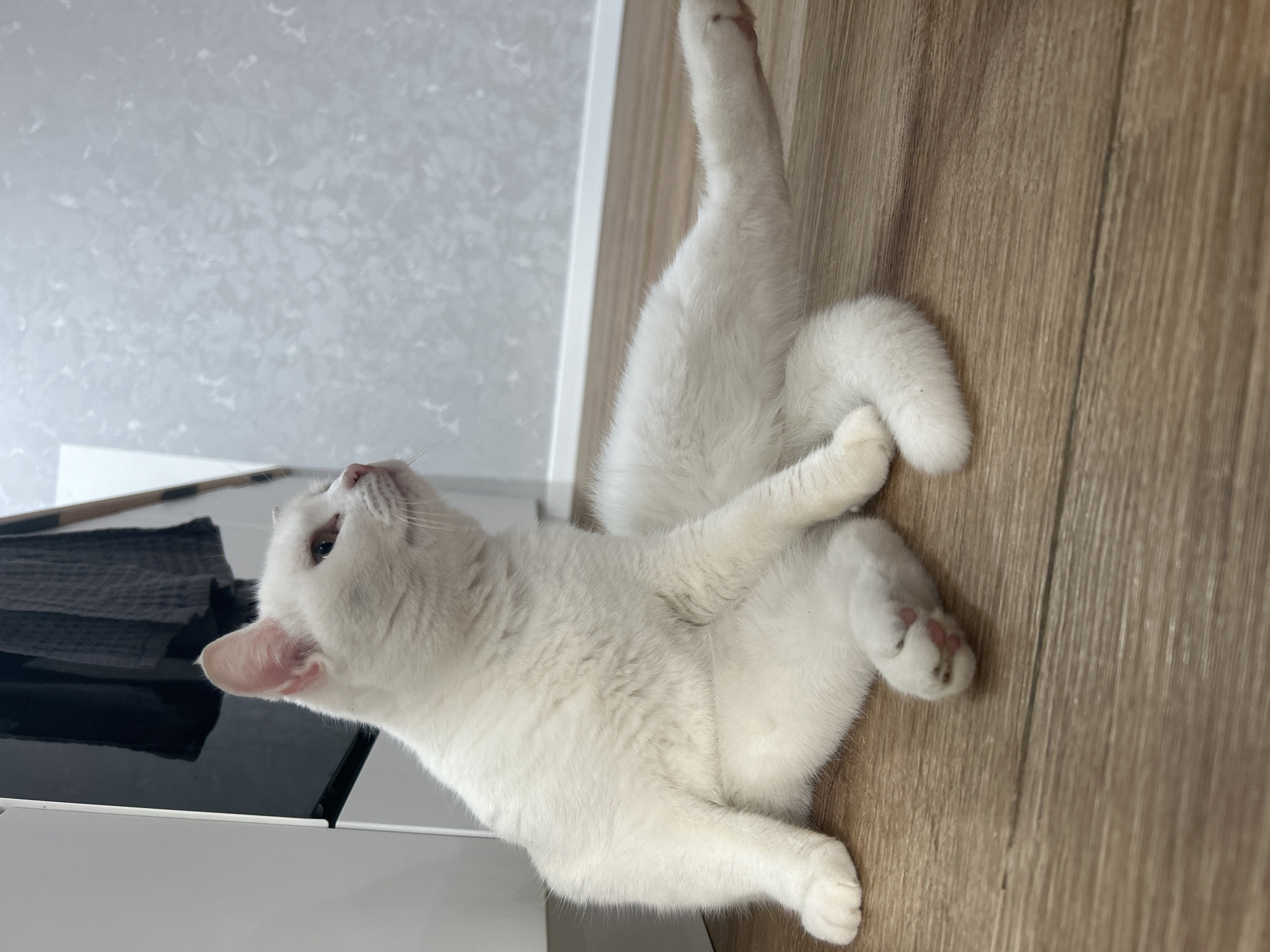 An all-white cat is captured in an indoor setting, lying on its back and side on a light brown wooden floor. The cat's body is stretched out, with its front paws bent and one back leg extended upwards. Its head is lifted and tilted slightly, gazing upwards and to the left, suggesting it is looking at something out of frame or above it. The cat's fur is clean and bright white, contrasting with its pink nose and inner ears, and small dark paw pads are visible on its upturned paws.
In the background, to the left of the cat, there is a modern-looking light-colored wall or cabinet. A dark, reflective surface, possibly a countertop or appliance, is visible behind the cat's head, and on it, a folded grey towel or cloth can be seen reflected. The floor has a distinct wood grain pattern. The lighting appears bright and even, indicative of daytime. The overall scene suggests a calm and playful moment within a residential environment. There is no visible text in the image. The location context for this media file is Chaikovsky, Russia.