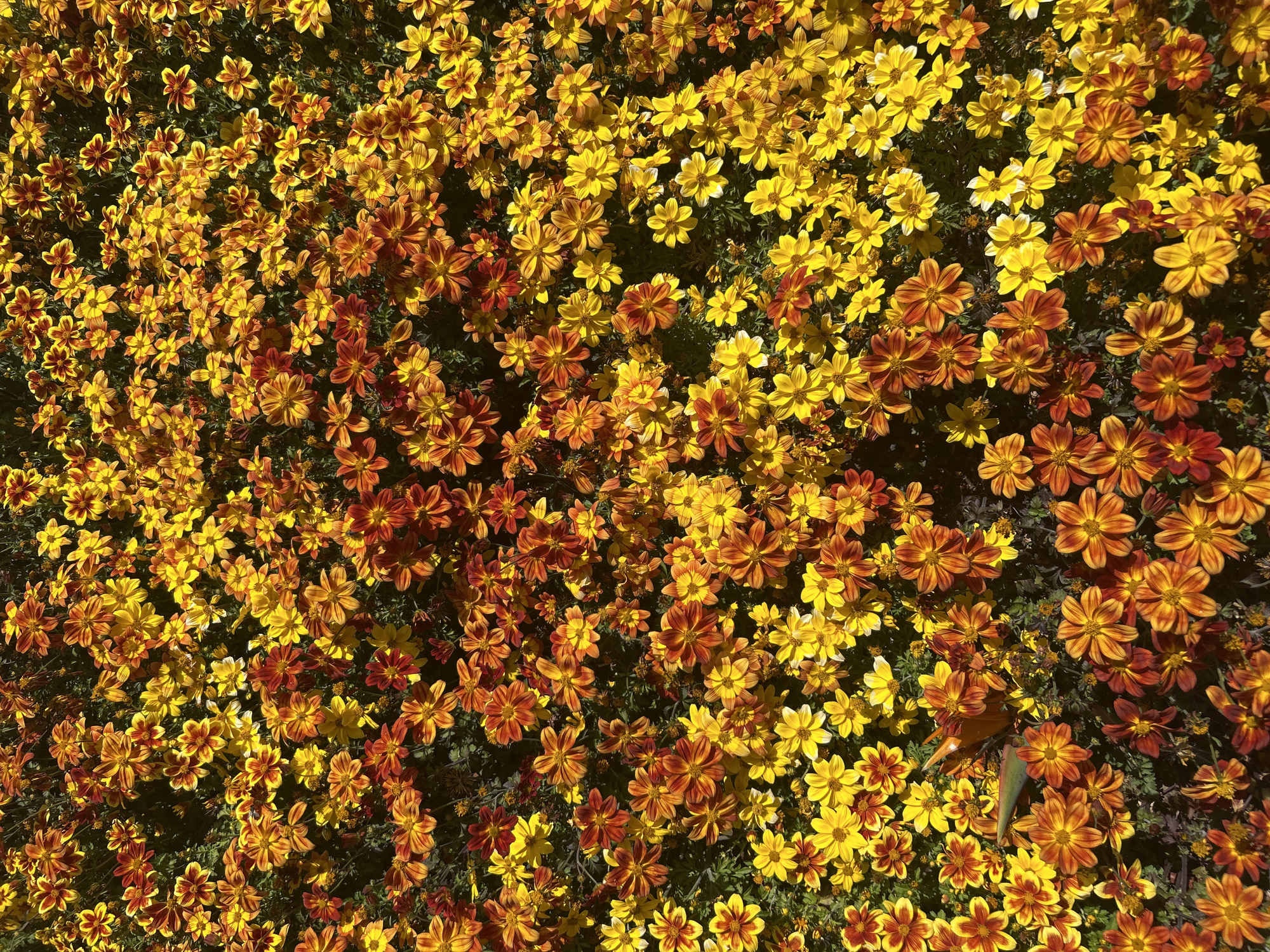 The image shows a dense field of flowers, primarily yellow and reddish-orange in color. The flowers appear to be densely packed together, creating a textured floral carpet. The location is likely within the city of Câmara de Lobos, Portugal, though the specific setting within the city cannot be determined from the image alone. No people or distinct objects, other than the flowers and underlying greenery, are visible. The scene appears to be a natural or cultivated garden setting.