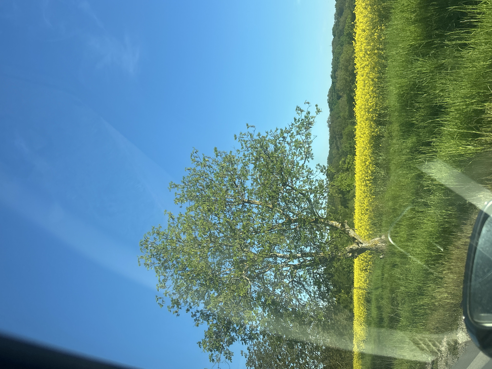 The image shows a view from inside a vehicle, likely a car, looking out onto a landscape. A large tree with green foliage dominates the foreground on the left side of the frame. The sky is a clear blue with a few faint clouds visible. To the right of the tree, there is a field of yellow rapeseed flowers in bloom. Beyond the rapeseed field, trees are visible. The lower part of the car window and part of the side mirror can be seen in the bottom of the image. The location of the image is Unknown, Unknown.