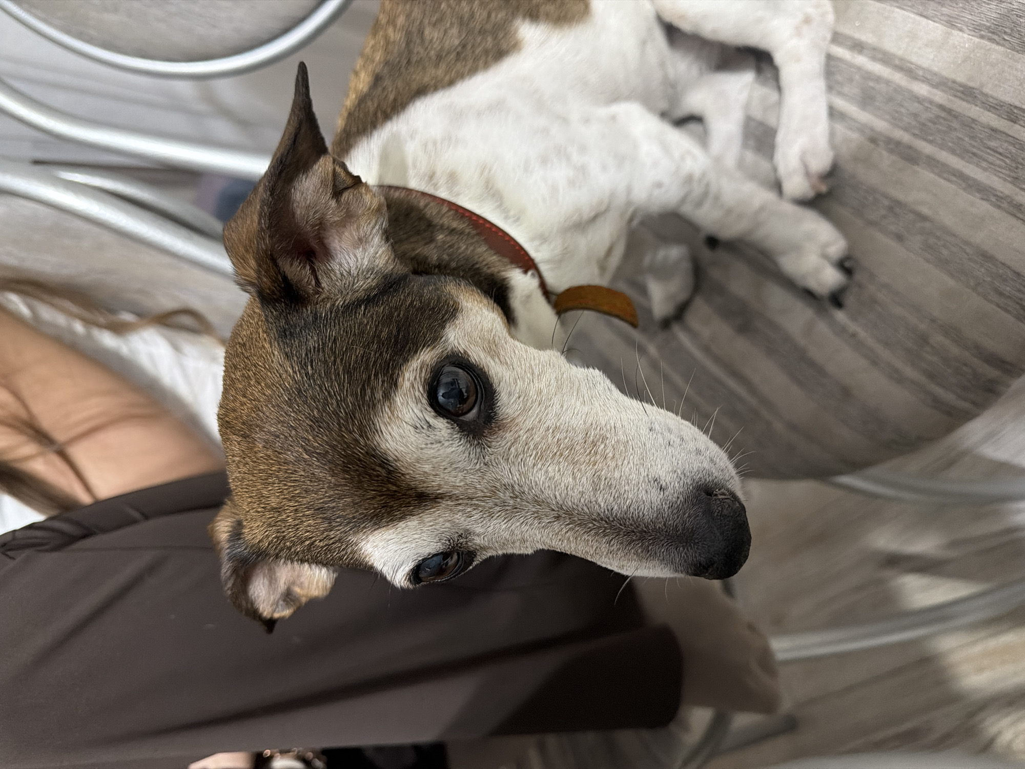 A dog is lying on a gray and white striped surface, possibly a cushion or chair. The dog is light brown and white with a brown collar. The dog is looking up and has dark eyes. The surrounding environment includes what appears to be a chair and a person. The location and time of the image are unknown.
