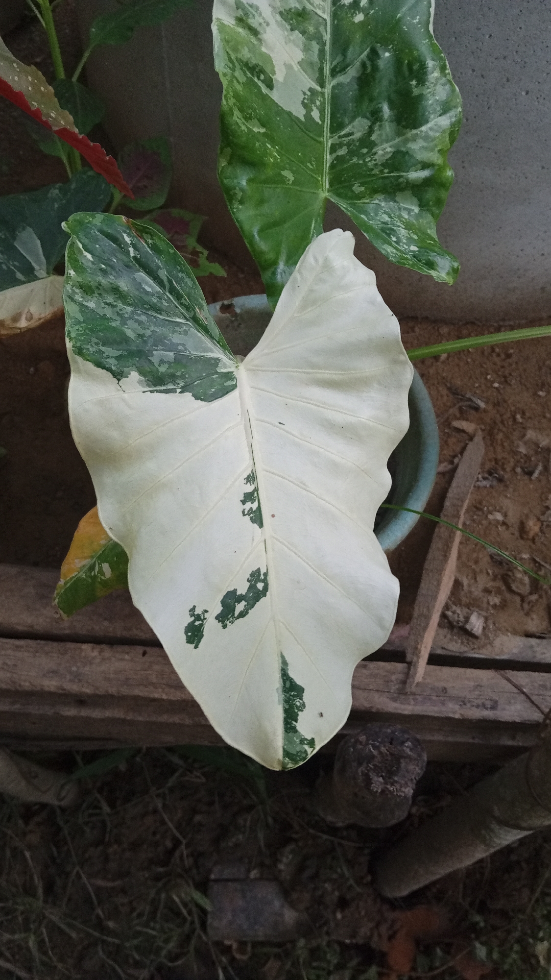 A close-up, overhead shot shows a variegated elephant ear plant with large, heart-shaped leaves. One prominent leaf is split down the middle, with one side being a stark white and the other a mottled green. Other leaves of the plant are visible in the background, also exhibiting variegation. The plant is situated outdoors, on the ground, with rough wooden planks forming a platform or border beneath it. The surrounding environment appears to be a garden or natural setting with soil, debris, and some greenery. The location is specified as Palohpanyang, Indonesia.
