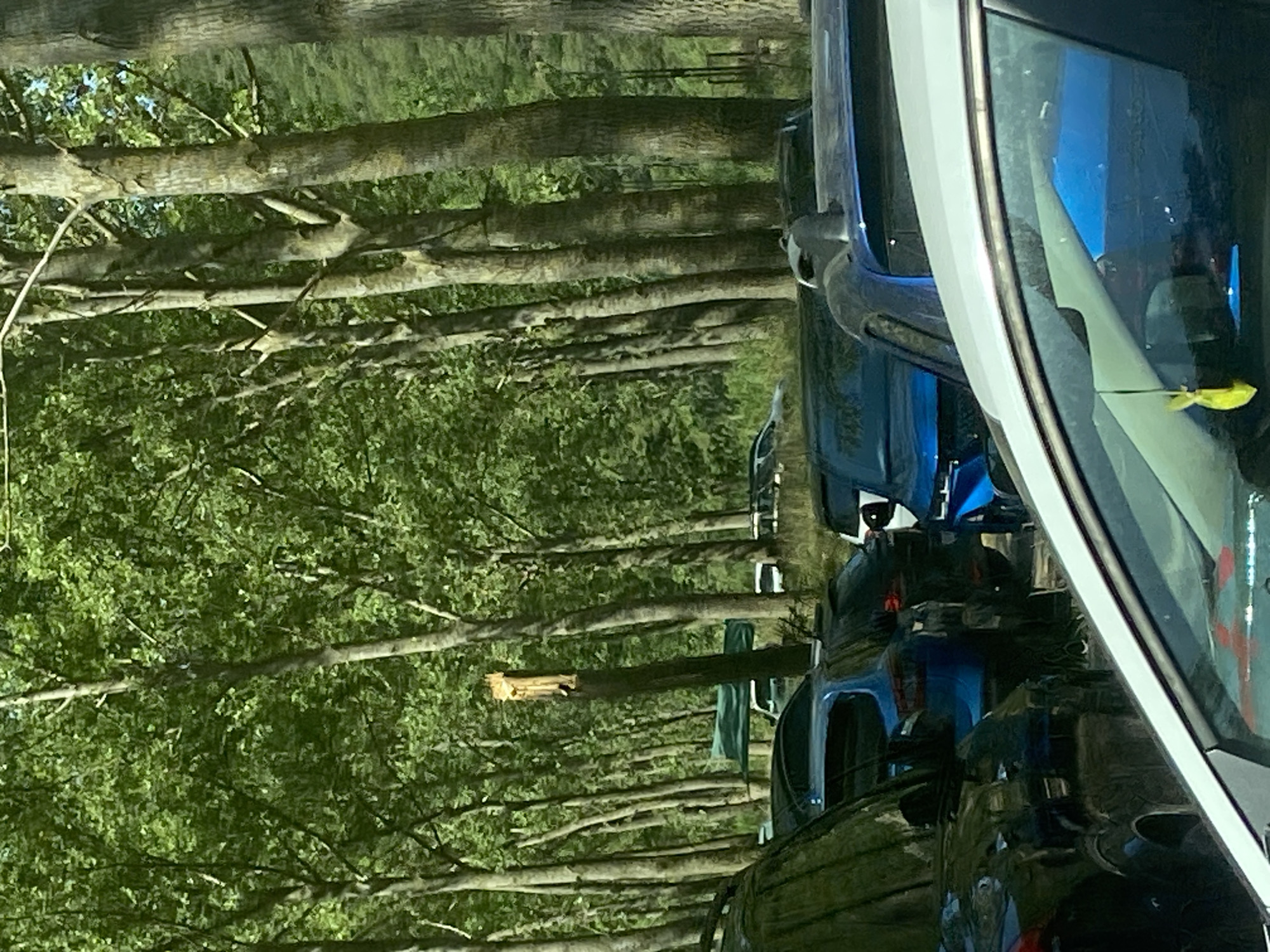 The image shows a parking lot with numerous vehicles lined up between tall trees. A broken tree stump stands prominently in the middle ground, with a green tarp visible behind it. The overall impression is one of an outdoor event or gathering, possibly at a park or recreational area. The location is identified as Prijevor, Montenegro.