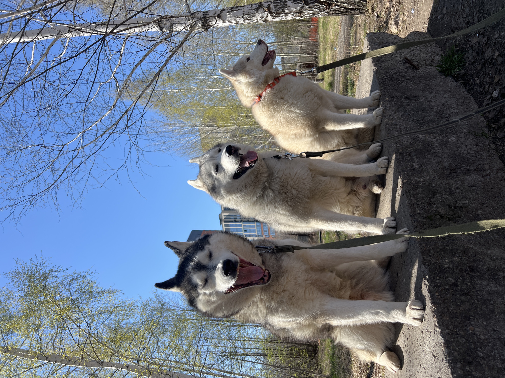 Three huskies are sitting on a concrete wall in an outdoor setting under a clear blue sky with sparse tree branches visible. The bottom husky has black and white fur and an open mouth. The middle husky is gray and white with its mouth slightly open. The top husky is cream-colored, wearing a red collar and looking upwards with its mouth open. All three dogs are leashed with green straps. The location may be Kazan, Russia.
