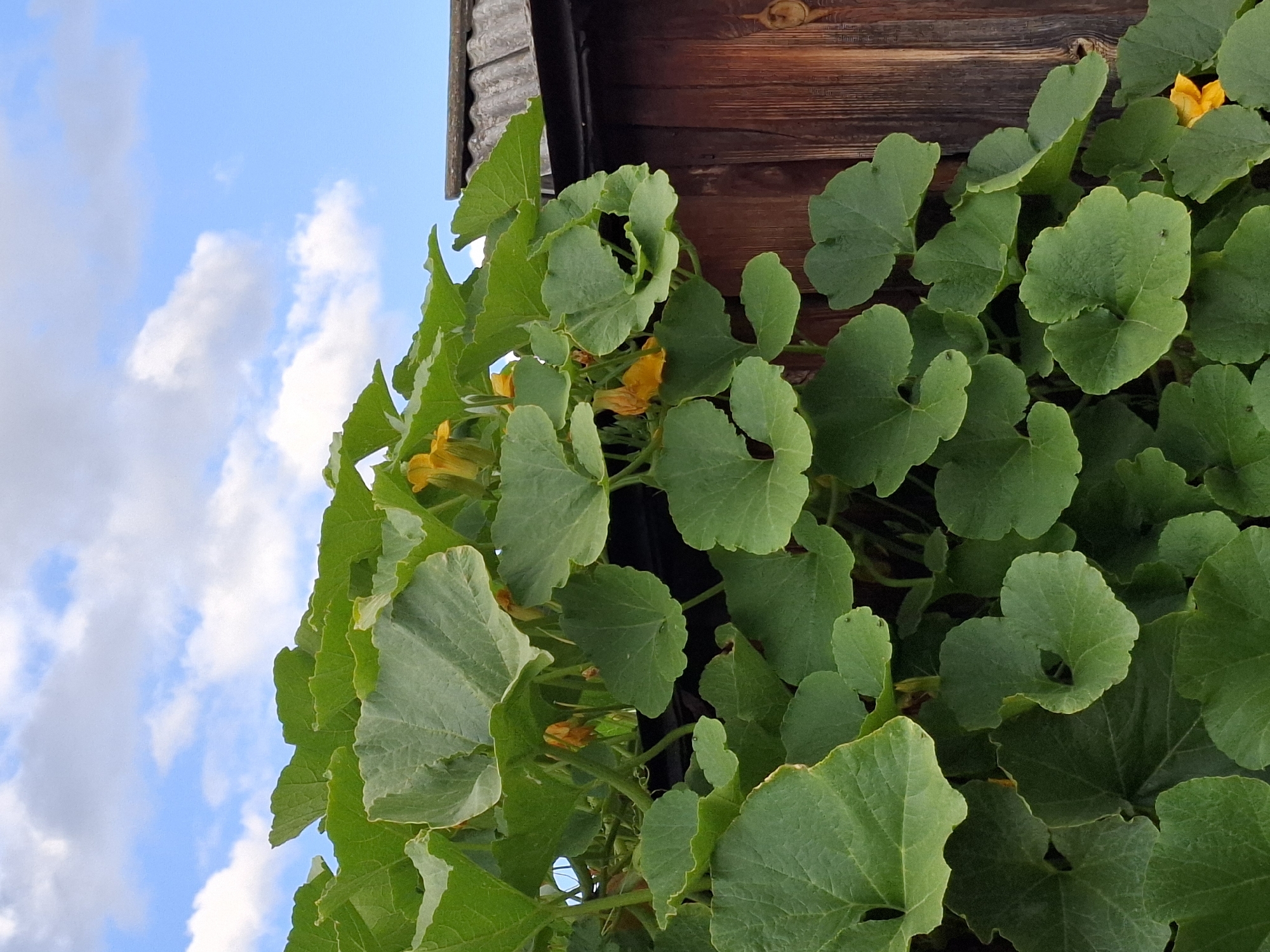 The image depicts a close-up view of lush green pumpkin vines with several yellow flowers, climbing over a wooden fence. The fence is constructed of weathered, vertical wooden planks and is topped with a corrugated roofing material. In the background, a bright blue sky with scattered white clouds is visible. The scene appears to be outdoors, likely in a garden or backyard setting. Based on the provided information, this scene is located in the city of Tyumen, Russia. There are no people or animals visible in the image.