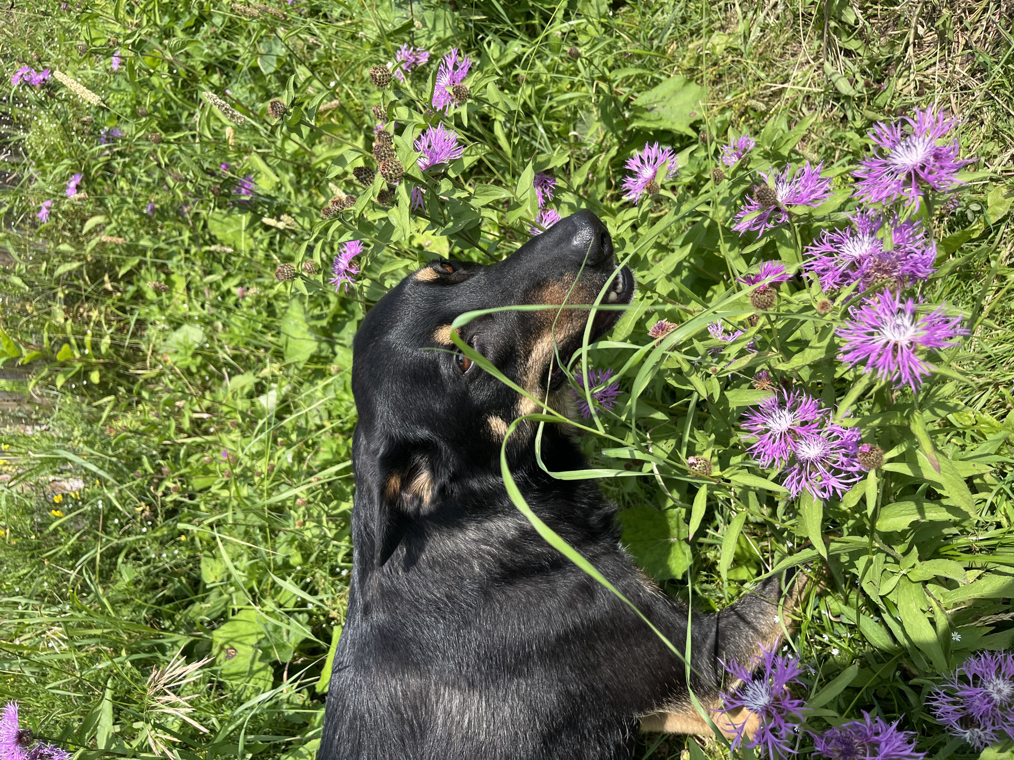 A black and tan dog with light brown eyes is lying down in a field of green grass and purple wildflowers under a sunny sky. The dog's fur is dark with tan markings around its muzzle and ears. Its head is turned to the right, and its mouth is slightly open, revealing its teeth. The dog is in the foreground, partially obscuring the wildflowers. The background is a blur of green foliage and more purple flowers. The scene appears to be in a natural outdoor setting, likely a meadow or field. There is no indication of the specific location in Nizhny Tagil, Russia.