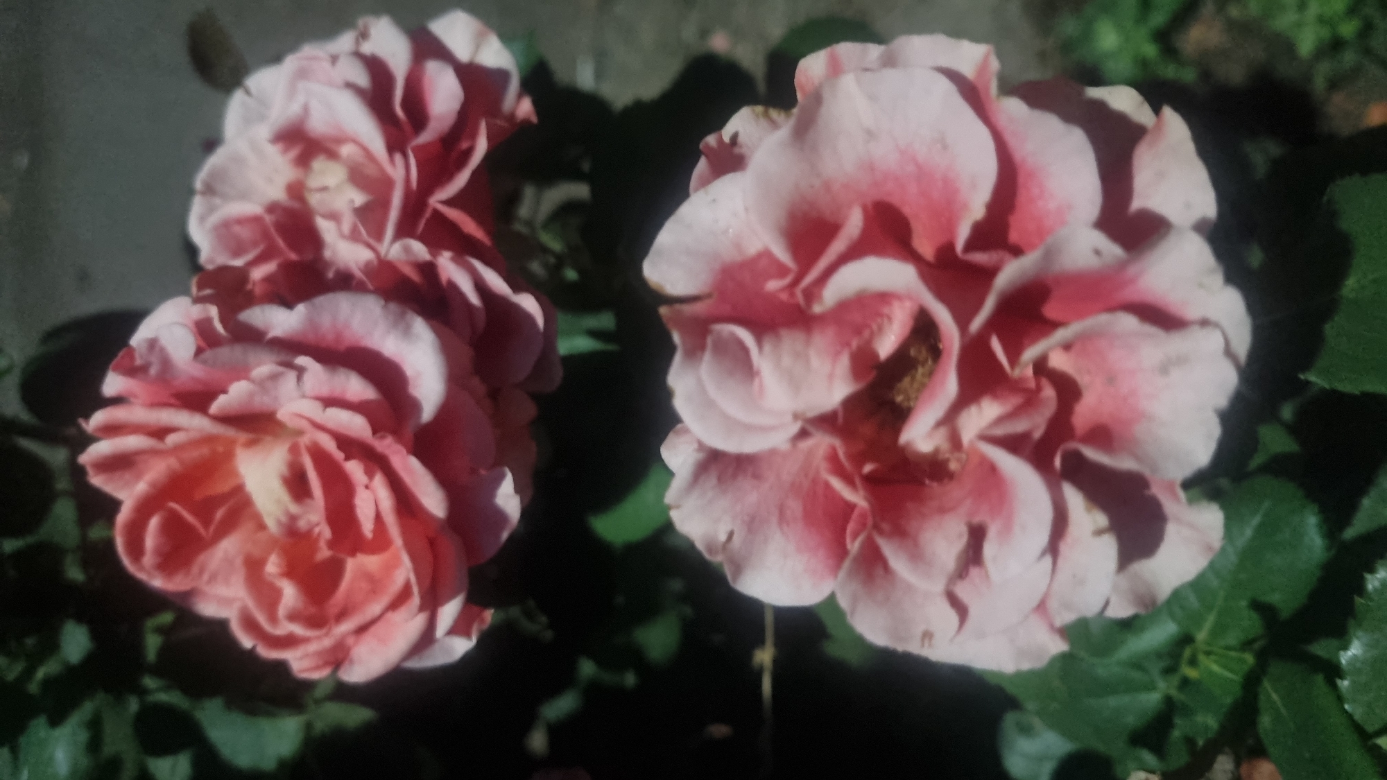 The image shows two light pink roses with darker pink edges, one slightly above and behind the other. The roses are in bloom with many petals. The background is dark and out of focus, with some green leaves visible. There are no people or specific landmarks visible in the image to indicate a location in Berehove, Ukraine. The lighting suggests it is daytime.