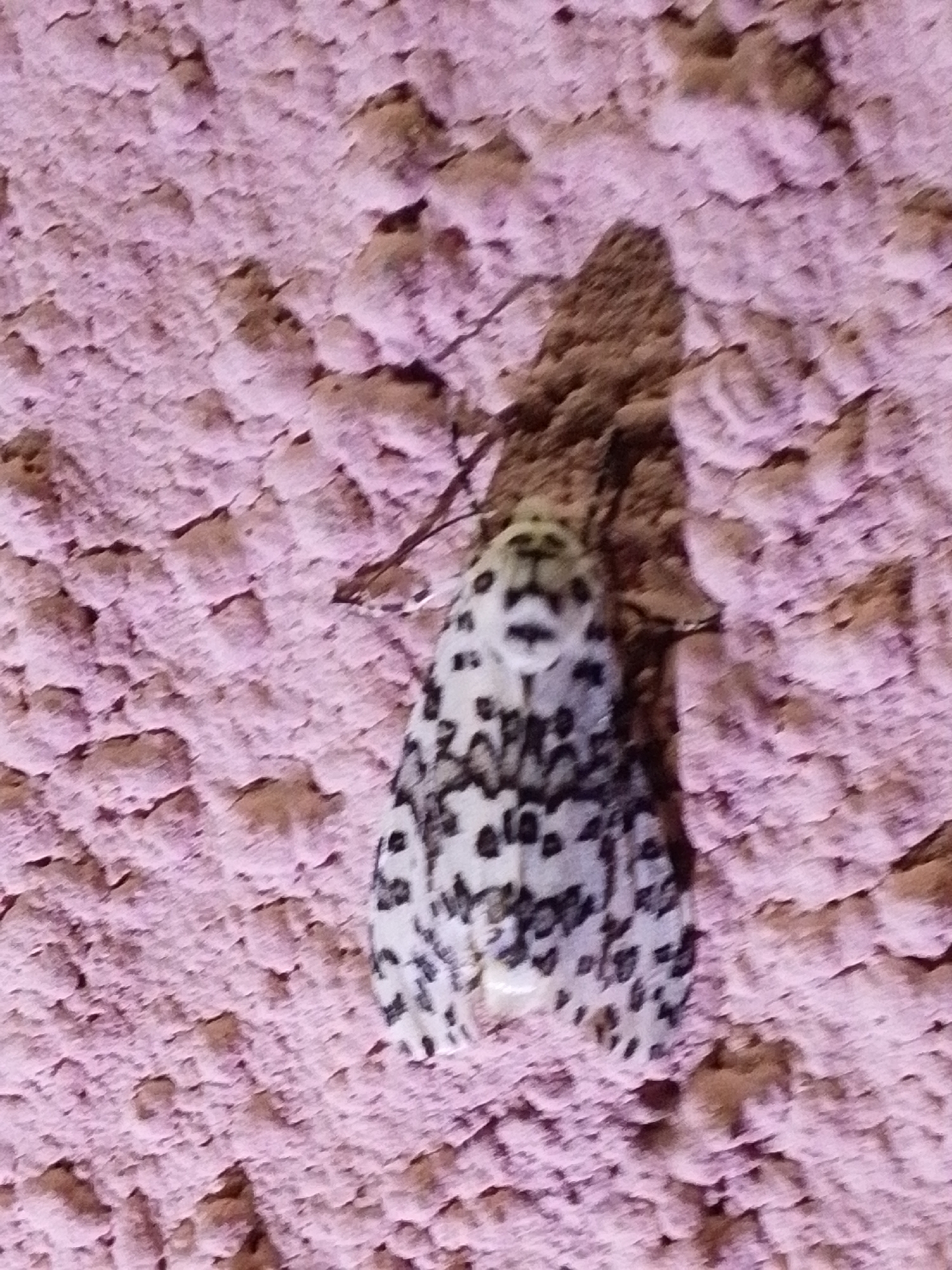 A light-colored moth with black spots rests on a textured, pinkish-brown wall. The moth's wings are spread open, revealing a symmetrical pattern of black markings against a creamy white background. The wall appears to be made of concrete or stucco, with an uneven, rough surface. The lighting suggests it may be nighttime or an indoor setting with artificial light. The image does not provide information about the location in Serti, Nigeria.