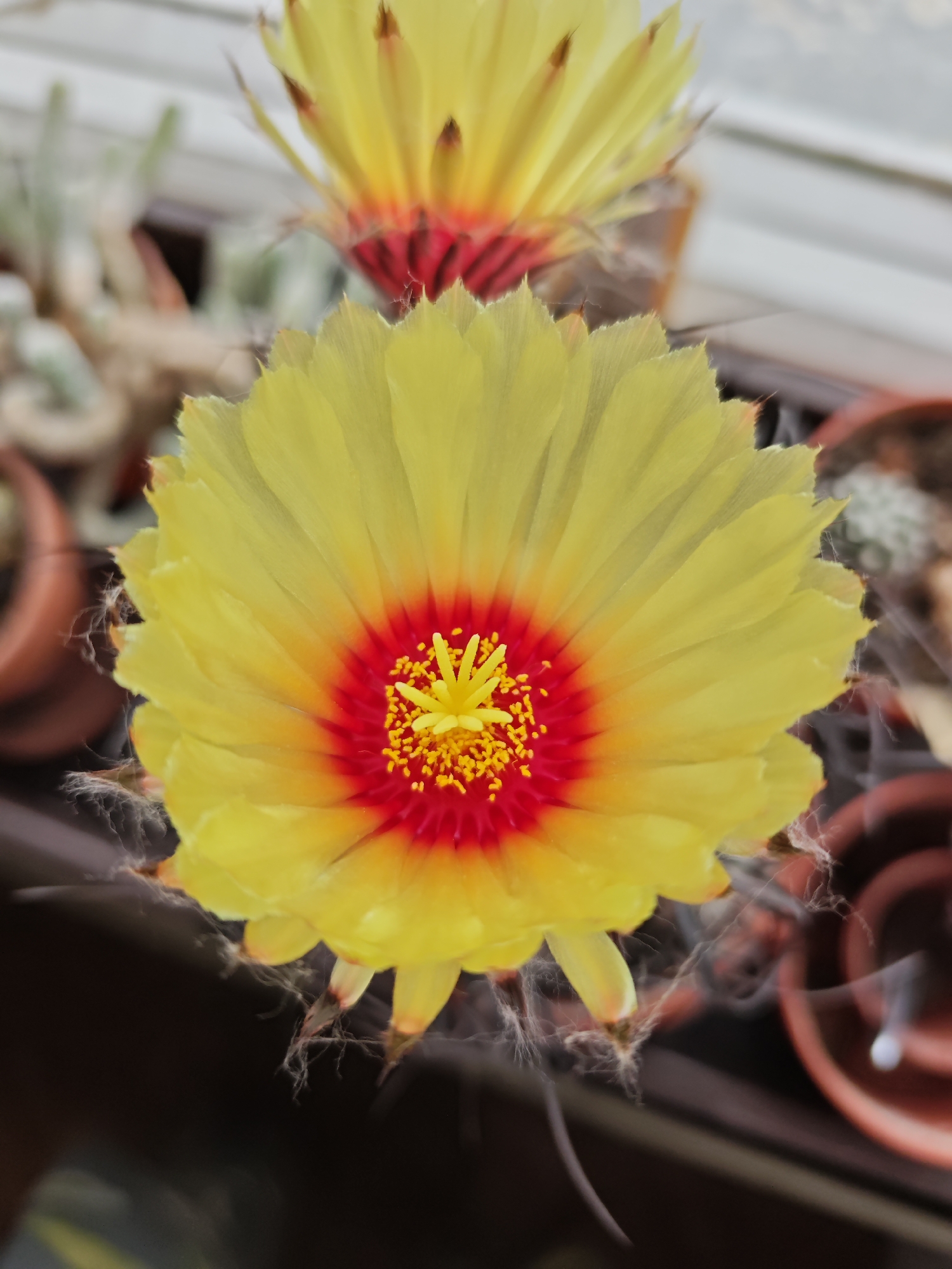 This is a close-up, top-down, portrait-oriented photograph of a blooming cactus flower. The flower is predominantly yellow with a vibrant red center, transitioning to orange hues. The petals are delicate and numerous, radiating outwards from the central stigma and stamens, which are also yellow and appear finely granulated. Wispy, hair-like filaments, possibly part of the cactus's defense mechanism or a sign of flowering, are visible around the petals and extending outwards. In the background, out of focus, are other potted plants, some appearing to be cacti as well, and terracotta pots. The setting suggests an indoor environment, possibly a greenhouse or a windowsill garden. There is no indication of the city of Moscow, Russia, in the image.