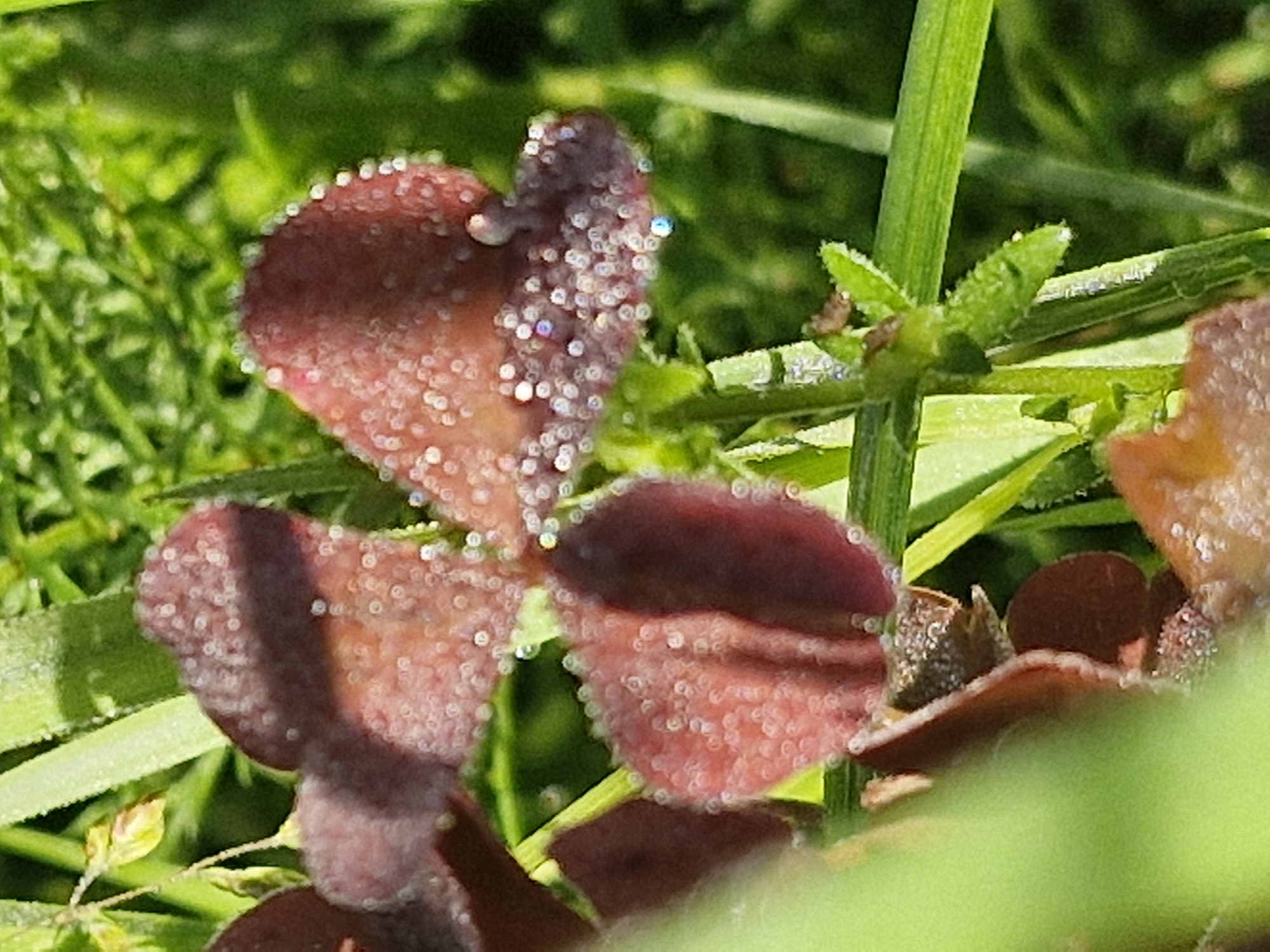A close-up, macro photograph captures the delicate petals of a dark red flower, likely a variety of snapdragon, covered in dew drops that refract light and create a sparkling effect. The flower is set against a backdrop of vibrant green foliage, with some leaves and blades of grass also glistening with moisture. The shallow depth of field blurs the background, drawing the viewer's attention to the intricate textures and details of the flower's surface, including tiny hairs and the subtle veins of the petals. The lighting suggests a bright, possibly early morning or late afternoon sun, illuminating the dew drops and casting soft shadows on the petals. No people or man-made objects are visible in the frame. The location is not specified beyond "Unknown, Unknown."