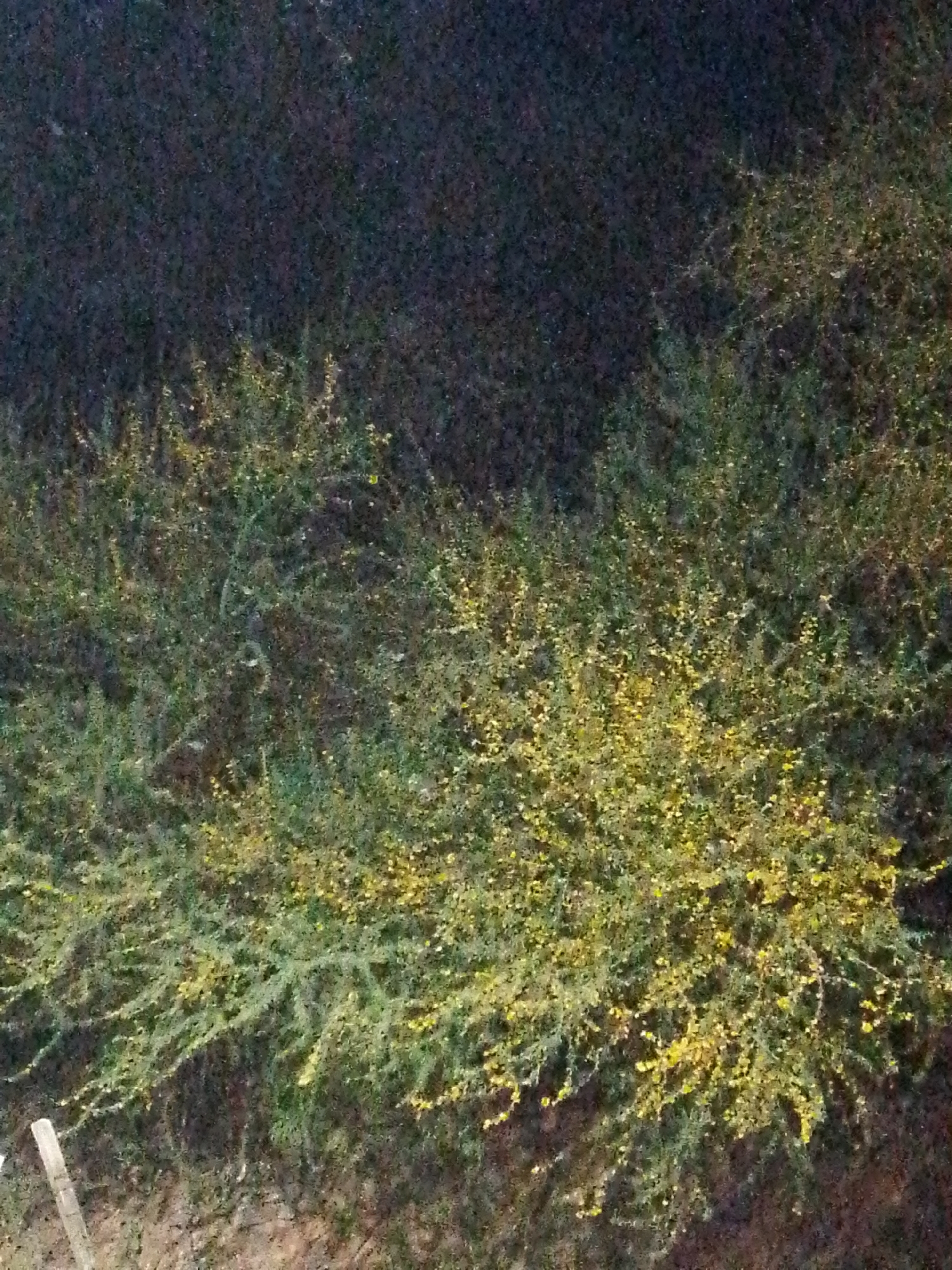The image depicts vegetation, possibly shrubs or small trees, in a dim outdoor environment. The upper portion of the image is dark, potentially representing a shaded area or night sky. Below, the vegetation appears to have green foliage with some yellow or light-colored elements, possibly flowers or new growth. In the lower left corner, a portion of what appears to be a wooden post or fence is visible. The location is unspecified other than city and country provided. There is no evidence of people or specific interactions.