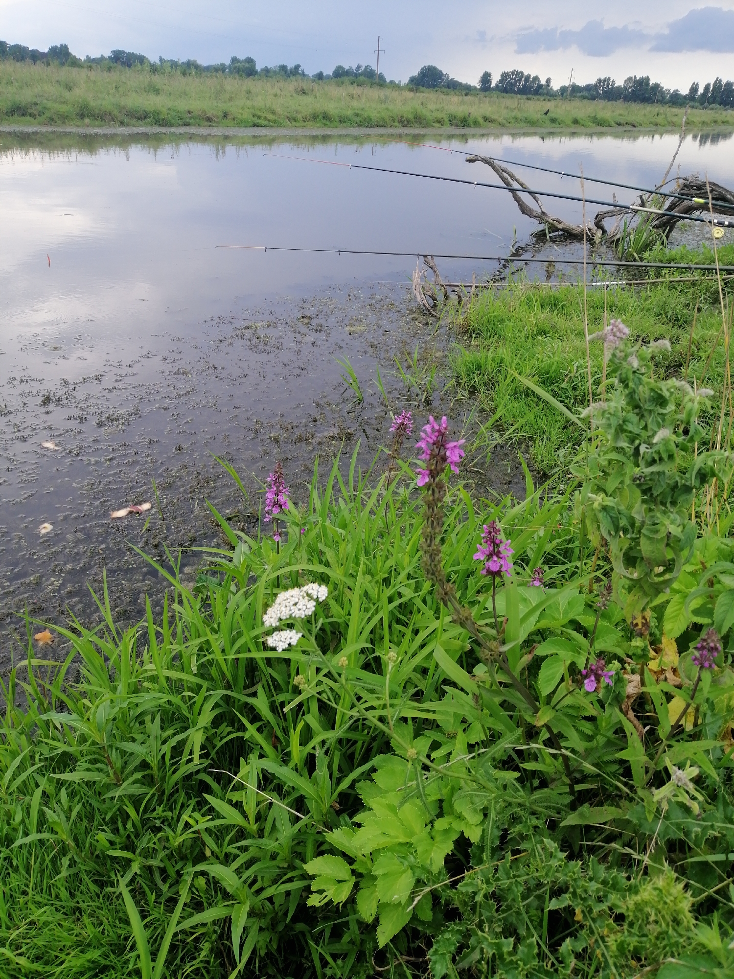 The image depicts a peaceful waterside scene, likely near Krasnoluka, Ukraine. Several fishing rods are visible, propped up near the grassy bank of a body of water. The water itself is calm, reflecting the overcast sky and the greenery on the opposite bank. Lush green grass and various wildflowers, including purple and white blooms, grow along the water's edge. The overall atmosphere is serene and suggests a quiet day spent fishing.